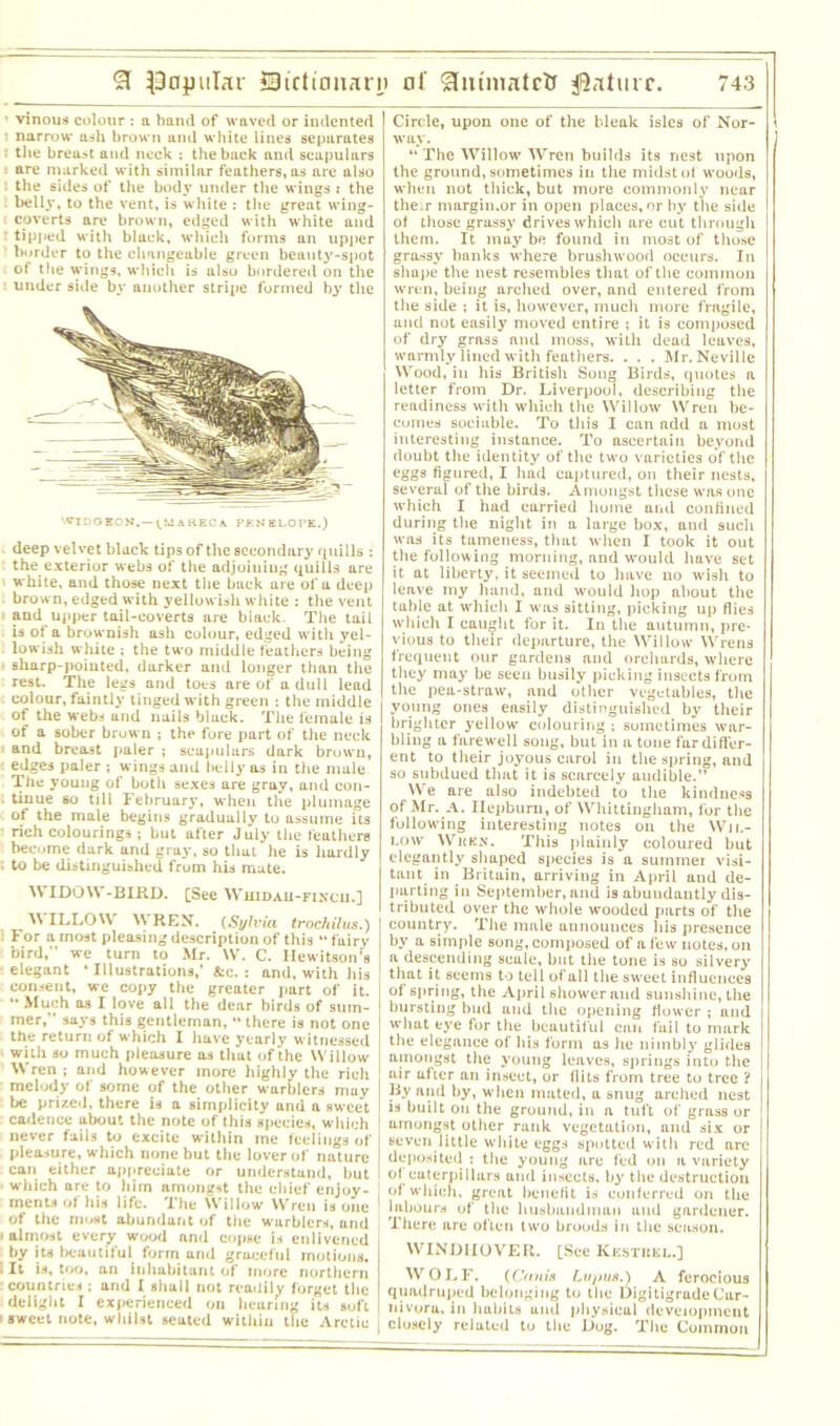 £1 popular SBirttmiar. • vinous colour : a hand of waved or indented • narrow ash brown und white lines separates : the brea>t and neck : the hack and scapulars * are marked with similar feathers, as are also * the sides of the body under the wings i the belly, to the vent, is white : the great wing- coverts are brown, edged with white and : tipped with black, which forms an upper border to the changeable green beauty-spot of the wings, which is also bordered on the under side by another stripe formed by the WIDGEON. — V.MARECA PENELOPE.) deep velvet black tips of the secondary quills : the exterior webs of the adjoining quills are white, and those uext the back are of a deep brown, edged with yellowish white : the vent and upper tail-coverts are black. The tail . is ot a brownish ash colour, edged with yel- lowish white : the two middle feathers being • sharp-pointed, darker and longer than the rest. The legs and tots are of a dull lead colour, faintly tinged with green : the middle of the webs und nails black. The female is of a sober brown ; the fore part of the neck and breast paler ; scapulars dark brown, edges paler ; wings and belly as in the male The young of both sexes are gray, and con- . tinue so till February, when the plumage of the male begins gradually to assume its • rich colourings ; but after July the feathers become dark and gray, so that he is hardly • to be distinguished from his mate. WIDOW-BIRD. [See Whidah-fincu.]  ID LOW \\ REN. (Sylvia trochUus.) ■ For a most pleasing description of this “ fairy bird,'’ we turn to Mr. W. C. Ilewitson’s elegant * Illustrations,’ &c. : and, with his consent, we copy the greater part of it. “ Much as I love all the dear birds of sum- mer,” says this gentleman, “there is not one the return of which I have yearly witnessed with so much pleasure os that of the Willow Wren ; and however more highly the rich melody of some of the other warblers may be prized, there is a simplicity and a sweet cadence about the note of this species, which never fails to excite within ine feelings of pleasure, which none but the lover of nature can either appreciate or understand, but which are to him amongst the chief enjoy- ments of his life. The Willow Wren is one 1 of the most abundant of the warblers, und i almost every wood and copse is enlivened by its beautiful form and graceful motions. : It is, too, an inhabitant of more northern countries ; and I shall not readily forget the delight I experienced on hearing its soft ■ sweet note, whilst seated within the Arctic of Stmniiitctf JJaturr. 743 Circle, upon one of the bleak isles of Nor- way. “ The Willow Wren builds its nest upon the ground, sometimes in the midst of woods, when not thick, but more commonly near the.r rnargin.or in open places, or hy the side of those grassy drives which are cut through them. It may be found in most of those grassy banks where brushwood occurs. In shape the nest resembles that of the common wren, being arched over, and entered from the side •, it is, however, much more fragile, und not easily moved entire ; it is composed of dry grass and moss, with dead leuves, warmly lined with feathers. . . . Mr. Neville Wood, in his British Song Birds, quotes a letter from Dr. Liverpool, describing the readiness with which the Willow Wren be- comes sociable. To this I can add a most interesting instance. To ascertain beyond doubt the identity of the two varieties of the eggs figured, I had captured, on their nests, several of the birds. Amongst these was one which I had curried home and confined during the night in a large box, and such was its tameness, that when I took it out the following morning, and would have set it at liberty, it seemed to have no wish to leave my hand, and would hop about the table at which I was sitting, picking up flies which I caught for it. In the autumn, pre- vious to their departure, the Willow Wrens frequent our gardens and orchards, where they may be seen busily picking insects from the pea-straw, and other vegetables, the young ones easily distinguished by their brighter yellow colouring ; sometimes wur- bling a farewell song, but in a tone fur differ- ent to their joyous carol in the spring, and so subdued that it is scarcely audible.” We are also indebted to the kindness of Mr. A. Hepburn, of Whittingham, for the following interesting notes on the Wil- low Wkkn. This plainly coloured but elegantly shaped species is a summer visi- tant in Britain, arriving in April und de- parting in September, and is abundantly dis- tributed over the whole wooded parts of the country. The male announces his presence by a simple song, composed of a few notes, on a descending scale, but the tone is so silvery that it seems to tell of all the swreet influences of spring, the April shower and sunshine, the bursting hud and the opening flower ; and what eye for the beautiful can fail to mark the elegance of Ills form as he nimbly glides amongst the young leaves, springs into the air uftcr an insect, or flits from tree to tree ? By and hy, when mated, a snug arched nest is built on the ground, in a tuft of grass or amongst other rank vegetation, and six or seven little white eggs spotted with red are deposited : the young are fed on a variety of caterpillars und insects, by the destruction of which, great benefit is conferred on the labours of the husbandman and gardener. There are often two broods in the season. WINDHOVER. [See Kestrel.] WOLF. (Canis Lupus.) A ferocious quadruped belonging to the Digitigrude Car- nivora. in habits und physical development closely related to the Dog. The Common