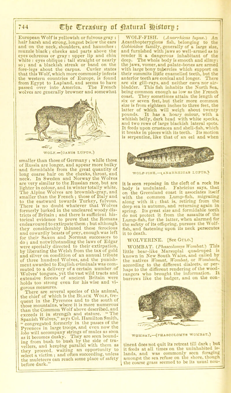European Wolf is yellowish or fulvous gray : hair harsh and strong, longest below the ears and on the neck, shoulders, and haunches: muzzle black ; cheeks and parts above the eyes oehreous or gray: upper lip and chin white : eyes oblique : tail straight or nearly so; and a blackish streak or band on the fore-legs about the carpus. Cuvier states that this Wolf, which more commonly infests the western countries of Europe, is found from Egypt to Lapland, and seems to have passed over into America. The French wolves are generally browner and somewhat <r£sT- ^ WOLF. —(CANI8 LUPUS.) smaller than those of Germany 5 while those of Russia are longer, and appear more bulky and formidable from the great quantity of long coarse hair on the cheeks, throat, and neck. In Sweden and Norway the Wolves are very similar to the Russian race, but are lighter in colour, and in winter totally white. The Alpine Wolves are brownish-grav, and smaller than the French ; those of Italy and to the eastward towards Turkey, fulvous. There is no doubt whatever that Wolves formerly lurked in the uncleared woody dis- tricts of Britain ; and there is sufficient his- torical evidence to prove that the Romans endeavoured to extirpate them ; but although they considerably thinned these ferocious and cowardly beasts of prey, enough was left for their Suxon and Norman successors to do ; and notwithstanding the laws of Edgar were specially directed to their extirpation, by liberating the Welsh from the tax of gold and silver on condition of an annual tribute of three hundred Wolves, and the punish- ment awarded to English criminals was com- muted to a delivery of a certain number of Wolves’ tongues, yet the vast wild tracts and extensive forests of ancient Britain were holds too strong even for his wise and vi- gorous measures. There are several species of this animal, the chief of which is the Black Wolf, fre- quent in the Pyrenees and to the south of those mountains, where it is more numerous than the Common Wolf above described, and exceeds it in strength and stature. “ The Spanish Wolves,” says Col. Hamilton Smith, “congregated formerly in the passes of the Pyrenees in large troops, and even now the lobo will accompany strings of mules as soon as it becomes dusky. They are seen bound- ing from bush to bush by the side of tra- vellers, and keeping parallel with them as they proceed, waiting an opportunity to select a victim ; and often succeeding, unless the muleteers can reach some place of safety before dark.” WOLF-FISH. (Anarrhictu luj/ut.) An Acanthopterygiouj fish, belonging to the GMovIe/je family, generally of a large size, and furnished with jaws so well-armed as to render it a dangerous inhabitant of the deep. The whole body is smooth and slimy: the jaws, vomer, and palate-bones are armed with large bony tubercles which support on their summits little enamelled teeth, but the anterior teeth are conical and longer. There are six gill-rays, and neither caeca nor air- bladder. This fish inhabits the North Sea, being common enough as low as the French coast. They sometimes attain the length of six or seven feet, but their more common size is from eighteen inches to three feet, the latter of which will weigh about twenty pounds. It has a hoarv colour, with a whitish belly, dark head with white e peck a, and two rows of large blackish lateral spots. It feeds upon Crustacea and shell-fish, which it breaks in pieces with its teeth. Its motion is serpentine, like that of an eel and when JJARRHJCA8 LGFUS.N it is seen reposing in the cleft of a rock its body is undulated. Fabricius says, that on the Greenland coast it associates itself with the common Lump-fish, migrating along with it ; that is. retiring from the deep sea in autumn, and returning again in spring. Its great size and formidable teeth do not protect it from the assaults of the Lump-fish, for the latter, when alarmed for the safety of its offspring, pursues the Wolf- fish, and’ fastening upon its neck persecutes it to death. WOLVERINE. [SeeGrLO.] WOMBAT. (PhascoJomm Wombat) This little bear-like Marsupial quadruped is known in New South Wales, and called by the natives Womat Wombat, or H ombach, according to the different dialect*, or per- haps to the different rendering of the wood- rangers who brought the information. It burrows like the badger, and on the con- WOMBAT,—(PHA8COLOMTS WOMBAT.) tinent does not quit its retreat till dark : but I it feeds nt nil times on the uninhabited is- | lands, and was commonly seen foraging amongst the sea refuse on the shore, though [ the coarse grass seemed to be its usual nou-