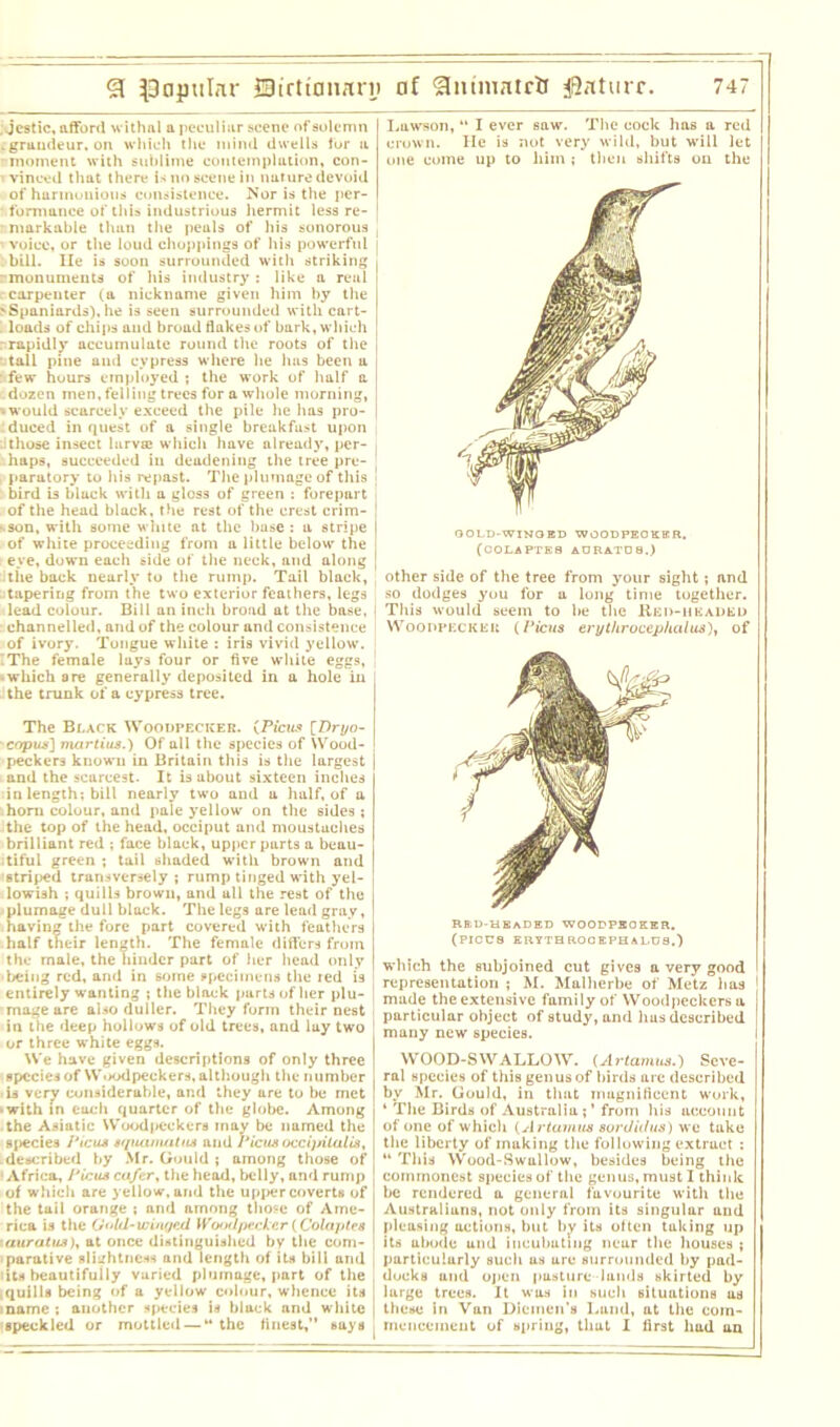 ; jcstic, afford withal a peculiar scene of solemn . gruudeur, on which the mind dwells for a moment with sublime contemplation, con- vinced that there is no scene in nature devoid of harmonious consistence. Nor is the per- formance of this industrious hermit less re- | - markable than the peals of his sonorous ( ’ voice, or the loud choppings of his powerful j bill. lie is soon surrounded with striking -monuments of his industry: like a real carpenter (a nickname given him by the ^Spaniards), he is seen surrounded with cart- 1 loads of chips and broad flakes of bark, which - rapidly accumulate round the roots of the • tall pine and cypress where he has been a : few hours employed ; the work of half a :dozen men,felling trees for a whole morning, • would scarcely exceed the pile he has pro- duced inquest of a single breakfast upon :!those insect larvae which have already, per- ; haps, succeeded iu deadening the tree pre- i paratory to his repast. The plumage of this ; bird is black with a gloss of green : forepart of the head black, the rest of the crest crim- | '-son, with some white at the base : a stripe I of white proceeding from a little below the eye, down each side of the neck, and along | ithe back nearly to the rump. Tail black, tapering from the two exterior feathers, legs lead colour. Bill an inch broad at the base, i : channelled, and of the colour and consistence of ivory. Tongue white : iris vivid yellow. I The female lays four or five white eggs, • which are generally deposited in a hole in the trunk of a cypress tree. The Black Woodpecker. (Piciu* [Dryo- ■ copus'] martius.) Of all the species of Wood- peckers known in Britain this is the largest and the scarcest. It is about sixteen inches :in length; bill nearly two and a half, of a horn colour, and pale yellow on the sides; the top of the head, occiput and moustaches brilliant red ; face black, upper parts a beau- tiful green ; tail shaded with brown and striped transversely ; rump tinged with yel- lowish ; quills brown, and all the rest of the > plumage dull block. The legs are lead gray, having the fore part covered with feathers half their length. The female differs from the male, the hinder part of her head only •being red, and in some specimens the ted is entirely wanting ; the block parts of her plu- mage are also duller. They form their nest in the deep hollows of old trees, and lay two or three white eggs. We have given descriptions of only three species of W.K>dpeckers, although the number is very considerable, and they are to be met • with in each quarter of the globe. Among the Asiatic Woodpeckers may be named the species Ficus srpiamutus and I* ictus occipitalis, .described by Mr. Gould ; among those of ■ Africa, Ficus cafer, the head, belly, and rump of which are yellow, and the upper coverts of the tail orange ; and among those of Ame- rica is the Guld-winyed Woodpecker(Colaptes iauratuA), at once distinguished by the com- parative slightness and length of its bill and iits beautifully varied plumage, part of the .quills being of a yellow colour, whence its iname ; another species is black and white 'speckled or mottled —M the finest, says Lawson, “ I ever saw. The cock has a red crown. He is not very wild, but will let one come up to him ; then shifts on the (COLAPTES AU RATO 8.) other side of the tree from your sight; and so dodges you for a long time together. This would seem to be the Red-headed Woodpecker (Ficus erythrocep/ialus), of REU-HBADBD WOOPPJOKER. (pious erythrooephalus.) which the subjoined cut gives a very good representation ; M. Malherbe of Metz has made the extensive family of Woodpeckers a particular object of study, and bus described many new species. WOOD-SWALLOW. (Artamus.) Seve- ral species of this gen us of birds are described by Mr. Gould, in that magnificent work, ‘ The Birds (if Australia ; ’ from his account of one of which (Artamus sordid us) we take the liberty of making the following extract : “ This Wood-Swallow, besides being the commonest species of the genus, must I think be rendered a general favourite with the Australians, not only from its singular und pleasing actions, but by its often taking up its abode und incubating near the houses ; particularly such as are surrounded by pad- docks and open pasture lands skirted by large trees. It was in such situations us these in Van Diemen’s Land, at the com- mencement of spring, that I first had an