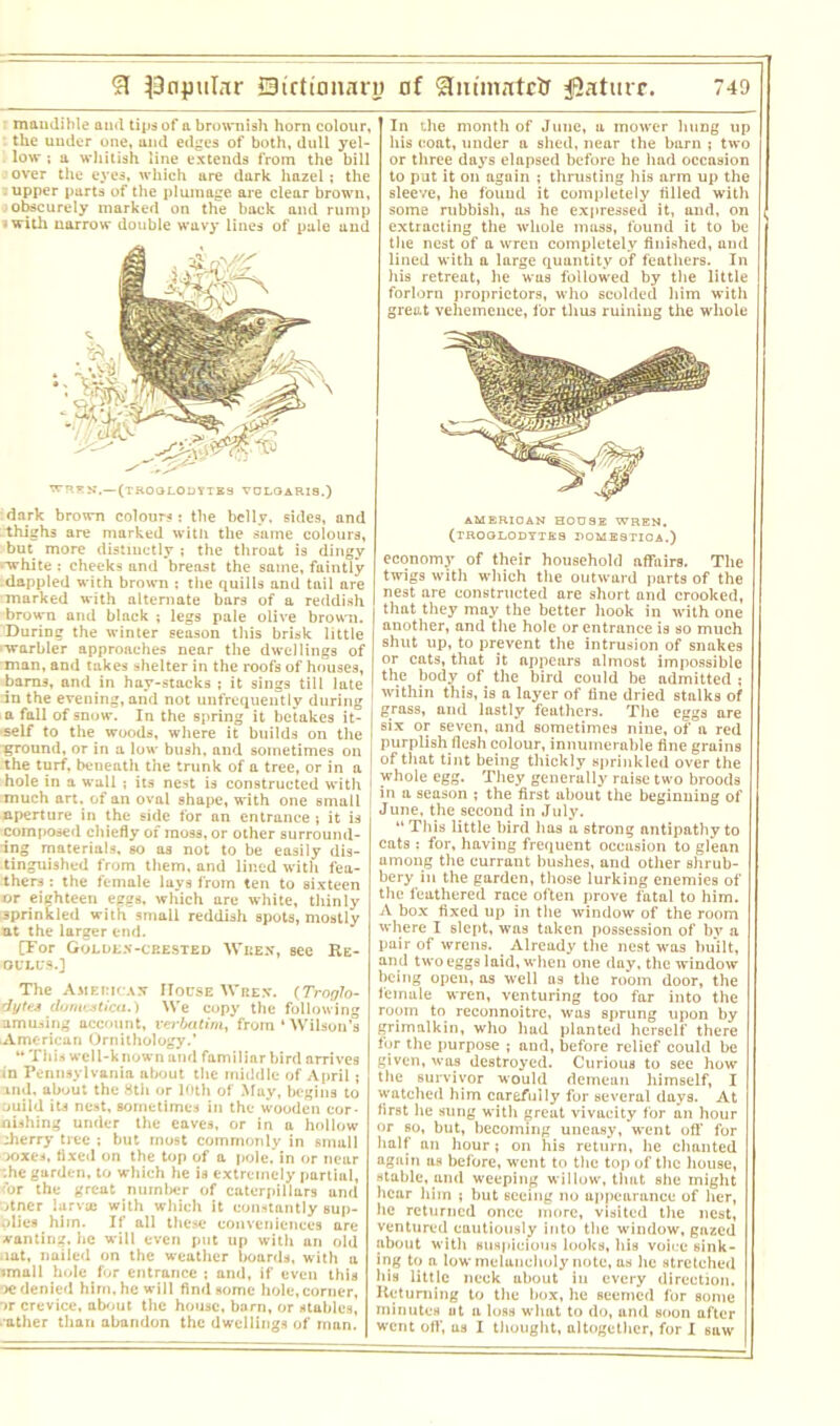 maudihle and tips of a brownish horn colour, the under one, and edges of both, dull yel- low ; a whitish line extends from the bill over the eyes, which are dark hazel; the . upper parts of the plumage are clear brown, obscurely marked on the back and rump jwith narrow double wavy lines of pale and WREN.—(TROGLODYTES VOLOARI8.) dark brown colours: the belly, sides, and thighs are marked with the same colours, but more distinctly ; the throat is dingy rwhite ; cheeks and breast the same, faintly dappled with brown ; the quills and tail are marked with alternate bars of a reddish brown and black ; legs pale olive brown. During the winter season this brisk little ■warbler approaches near the dwellings of man, and takes shelter in the roofs of houses, barns, and in hay-stacks ; it sings till late in the evening, and not unfrequeutly during • a fall of snow. In the spring it betakes it- self to the woods, where it builds on the ground, or in a low bush, and sometimes on the turf, beneath the trunk of a tree, or in a hole in a wall ; its nest is constructed with I much art. of an oval shape, with one small | aperture in the side for an entrance ; it is composed chiefly of moss, or other surround- ing materials, so as not to be easily dis- tinguished from them, and lined with fea- thers : the female lays from ten to sixteen or eighteen eggs, which are white, thinly sprinkled with small reddish spots, mostly at the larger end. [For Golden-crested Week, see Re- sells.] The America* House Wrex. {Troglo- dytes domesticu.) We copy the following amusing account, verbatim, from ‘ Wilson’s American Ornithology.’ “ This well-known and familiar bird arrives in Pennsylvania about the middle of April; and, about the 8th or 10th of May, begins to ouild its nest, sometimes in the wooden cor- nishing under the eaves, or in a hollow iherry tree ; but most commonly in small ooxes, fixed on the top of a pole, in or near ;he garden, to which he is extremely partial, cor the great number of caterpillars and otner larva* with which it constantly sup- plies him. If all these conveniences are wanting, he will even put up with an old .iat, nailed on the weather boards, with a •mall hole for entrance ; and, if even this oe denied him, he will find some hole, corner, ■>r crevice, about the house, bam, or stables, ■ ather than abandon the dwellings of man. In the month of June, a mower hung up his coat, under a shed, near the barn ; two or three days elapsed before he had occasion to put it on again ; thrusting his arm up the sleeve, he fouud it completely filled with some rubbish, as he expressed it, and, on extracting the whole mass, found it to be the nest of a wren completely finished, and lined with a large quantity of feathers. In his retreat, he wus followed by the little forlorn proprietors, who scolded him with great vehemence, for thus ruining the whole AMERICAN HOUSE WREN. (TROGLODYTES DOMESTIOA.) economy of their household affairs. The twigs with which the outward parts of the nest are constructed are short and crooked, that they may the better hook in with one another, and the hole or entrance is so much shut up, to prevent the intrusion of snakes or cats, that it appears almost impossible the body of. the bird could be admitted; within this, is a layer of tine dried stalks of grass, and lastly feathers. The eggs are six or seven, and sometimes nine, of a red purplish flesh colour, innumerable fine grains of that tint being thickly sprinkled over the whole egg. They generally raise two broods in a season ; the first about the beginning of June, the second in July. “This little bird has a strong antipathy to cats : for, having frequent occasion to glean among the currant bushes, and other shrub- bery in the garden, those lurking enemies of the leathered race often prove fatal to him. A box fixed up in the window of the room where I slept, was taken possession of by a pair of wrens. Already the nest was built, and two eggs laid, when one day, the window being open, as well as the room door, the female wren, venturing too far into the room to reconnoitre, was sprung upon by grimalkin, who had planted herself there for the purpose ; and, before relief could be given, was destroyed. Curious to see how the survivor would demean himself, I watched him carefully for several days. At first he sung with great vivacity for an hour or so, but, becoming uneasy, went off for half an hour; on his return, he chanted again us before, went to the top of the house, stable, and weeping willow, that she might hear him ; but seeing no appearance of her, he returned once more, visited the nest, ventured cautiously into the window, gazed about with suspicious looks, his voice sink- ing to a low melancholy note, as he stretched his little neck about in every direction. Returning to the box, he seemed for some minutes ut a loss what to do, and soon after went off, as I thought, altogether, for I saw