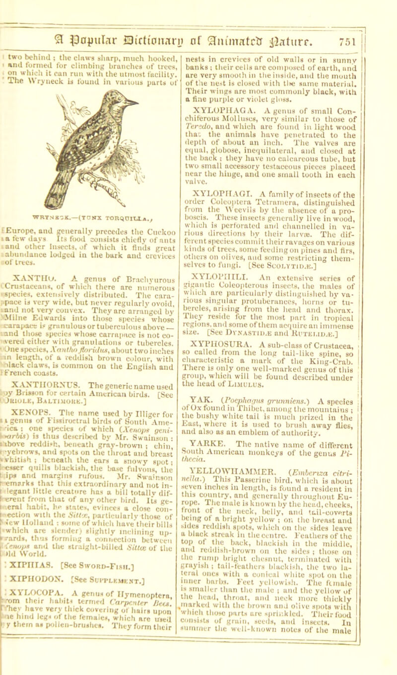 two behind ; the claws sharp, much hooked, and formed for climbing branches of trees, on which it cun run with the utmost facility. The Wryneck is found in various parts of WRYNKQI.—(TONX TOIlQOIU.A.y Europe, and generally precedes the Cuckoo a few days Its food consists chiefly of ants and other Insects, of which it finds great .abundance lodged in the bark and crevices •of trees. XANTHu. A genus of Brachyurous < Crustaceans, of which there are numerous •species, extensively distributed. The cara- pace id very wide, but never regularly ovoid, rand not very convex. They are arranged by .Milne Edwards into those species whose carapace is grunulous or tuberculous above — and those species whose carrapace is not co- vered either with granulations or tubercles. • One species, Xanthnjloridus, about two inches m length, of a reddish brown colour, with dock claws, is common on the English and 1 French coasts. XAXTIIORXUS. The generic name used l oy Brisson for certain American birds. [See • JttlOLE, BaLTIMOUK.] XENOPS. The name used by Illiger for • i genus of Fissiroctral birds of South Ame- r ic& ; one species of which (Xenopg geni- ► Hirbis) is thus described by Mr. Swainson : i ibove reddi'h, beneath gray-brown ; chin, t yebrows, and spots on the throat and breast •vhitish ; beneath the ears a snowy spot; I esser quills blackish, the base fulvous, the t ips and margins rufous. Mr. Swainson r emarks that this extraordinary and not in- i legant little creature has u bill totallv dif- I erent from that of any other bird. Its ge- i ;eral habit, he states, evinces a close con- nection with the Sitt'-c, particularly those of sew Holland : wine of which have their bills which are slender) slightly inclining up- wards, thus forming a connection between t 'enup* and the straight-billed Silice of the •Id VV'orld. ’ XIPIIIAS. [See 8word-Fisii.] XIPHODON. [See Suppleiiext.] XYLOCOPA. A genus of Ilymcnoptera, [ 'oni their habits termed Carpenter Jiets r ’hey have very thick covering of hairs upon ie lurid legs of the femuics, which are used • y them as pollen-brushes. They form their nests in crevices of old walls or in sunny banks ; their cells arc composed of earth, and are very smooth in the inside, and the mouth of the nest is closed with tire sume material. Their wings are most commonly black, with a fine purple or violet gloss. XYLOPIIAGA. A genus of small Con- chiferous Molluscs, very similar to those of Teredo, and which are found in light wood that the animals have penetrated to the depth of about an inch. The valves are equal, globose, inequilateral, and closed at the back ; they have no calcareous tube, but two small aeeessory testaceous pieces placed near the hinge, and one small tooth in each valve. XYLOPTIAGI. A family of insects of the order Coleoptera Tetrnmera, distinguished from the Weevils by the ahsenee of a pro- boscis. These insects generally live in wood, which is perforated und channelled in va- rious directions by their lurvie. The dif- ferent species commit their ravages on various kinds of trees, some feeding on pines and firs, others on olives, and some restricting them- selves to fungi. [See Scolytid.e.] XYLOPIIILI. An extensi ve scries of gigantic Coleopterous insects, the mules of which are particularly distinguished by va- rious singular protuberances, horns or tu- bercles, arising from the head und thorax. They reside for the most part in tropical regions, and some of them acquire an immense size. [See Dynastid.e and Rutemd^e.] XYPHOSURA. A sub-class of Crustacea, 1 so called from the long tail-like spine, so 1 churueteristic a mark of the King-Crab. ! There is only one well-marked genus of this group, which will be found described under the head of Limulus. YAK. (Poephogns grunniens.) A species of Ox found in Thibet, among the mountains ; the bushy white tail is much prized in the East, where it is used to brush away flies, and also as an emblem of authority. YARKE. The native name of different South American monkeys of the genus Pi- thccia. \ ELLOWTIAMMER. (Embcriza citri- nctla.) This Passerine bird, which is about seven inches in length, is found u resident in this country, and generally throughout Eu- rope. The male is known by the head, cheeks, front of the neck, belly, and tail-coverts being of a bright yellow ; on the breast und bides reddish spots, which on the sides leuve a black streak in the centre. Feathers of the top of the back, blackish in the middle, ami reddish-brown on the Bides ; those on the rump bright chesnut, terminated with grayish ; tail-feathers blackish, the two lu- terul ones with a conical white spot on the inner barbs. Feet yellowish. The funule is smaller than the male ; und the yellow of the head, throat, and neck more thickly /narked with the brown and olive spots with which those parts are sprinkled. Their food consists of gruin, seeds, und insects. In summer the well-known notes of the male