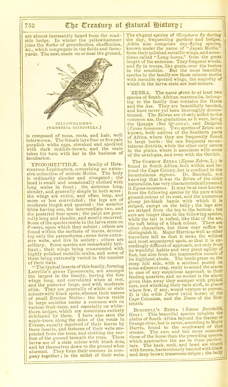 r52 (Eljc QCreaiury of Natural $tetorjt; are almost incessantly heard from the road- side hedge. In winter the yellowhamrner joins the docks of greenfinches, chaffinches, &cM which congregate in the fields and farm- yards. The nest, made on or near the ground, TELLOWE A.MMER. (EMBERIZA CITRIH ELL. A.,) is composed of moss, roots, and hair, well interwoven. Thefemale lavs four or five pale purplish white eggs, streaked and speckled with dark reddish-brown, and the male takes his turn with her in the business of incubation. YPONOMEUTID/E. A family of Ilete- roeerous Lepidoptera, comprising an exten- sive collection of minute Moths. The body is ordinarily slender and elongated; the head is small and occasionally clothed with long scales in front; the antennrc long, slender, and generally simple in both sexes : the wings are entire, and often long, and more or less convoluted; the legs are of moderate length and spurred ; the anterior tibioj having one, the intermediate two, and the posterior four spurs ; the palpi are gene- rally long and slender, and mostly recurved. Some of the species reside in the larva state on f owers, upon which they subsist; others are found within the surfaces of leaves, devour- ing only the parenchyma ; some form exten- sive webs, and live in society ; others are solitary. Some species are remarkably bril- liant ; their wings being ornamented with highly polished metallic scales, and some of them being extremely varied in the number of their tints. “ The typical insects of this family, forming Latreille’s genus Yponomcuta, nre amongst the largest in the family, having the fore I wings long, and convoluted when at rest, and the posterior large, and with moderate cilia:. Thev are generally of white or slate colours witli black spots, whence their names of small Ermine Moths: the lame reside in large societies under a common web on I various fruit-trees, and especially on white- thorn hedges, which are sometimes entirely defoliated bv them. I have also 6een the apple-trees, along the sides of the roads in France, equally deprived of their leaves by these insects, and festoons of their webs sus- pended from the trees, and clothing the sur- face of the ground beneath the trees. These lame are of a slate colour with black dots, and let themselves down to the ground when alarmed. They form their cocoons in com- pany together; in the midst of their webs. The elegant species of (EvqJivra fir during the day, frequenting gardens end hedges. AiWa also comprises day-flying species, known under the name of - Japan Moths/* from their polished metallic wings, and some- times called “Long-horns,” from the great length of the antenna:. They frequent wood*, and fly in troops, like gnats, over the bushes in the sunshine. But the most beautiful species in the family ore those minute moths with metallic spotted wings, the majority of which in the larvae state are leaf-mintrt. ZEBRA. The name given to at least two Bpeciea of South African mammalia, belong- ing to the family that contains the Horse and the Ass. They are beautifully banded, and have never yet been thoroughly domes- ticated. The Zebras are closely allied totlie common ass, the gradations, os it were, beii.^ the Quagga (See Qr ago a), and Dzigetai (Equiut htmionut). Two species of Zebra are known, both natives of the Southern ports of Africa, where they are frequently found in large herds: the one frequents moun- tainous districts, while the other only occurs in the plains, where it associates with some of the antelopes, and even with the Ostrich. The Commox Zebra (Eguus Zebra^ L-) is found in South Africa, both within and be- yond the Cape Colony, but is confined to the mountainous regions. Dr. Burchell, not knowing that it was the Zebra of the older naturalists, has very characteristicallynamed it Equiis montanus. It may be at once known from the following species by the pure white ground-colour of its coat, and the numerous glossy jet-black bands with which it is striped, except on the belly ; the legs also are striped from the top to the bottom ; the ears are longer than in the following species, while the tail is tufted, like that of the as£, the tuft being of n black colour. There are other characters, but these may suffice to distinguish it. Major Harris as well as other travellers tell us that it seeks the wildest aud most sequestered spots, so that it is ex- ceedingly difficult of approach, not only its watchful habits and very great agility of foot, but also from the inaccessible nature of its highland abode. The herds graze on the steep hill side, with a sentinel posted cm some adjacent crag, ready to sound the alarm in case of any suspicious approach to thar feeding quarters, and no sooner is the alani given than away they scamper with pricked ears, and whisking their tails aloft, to places where few, if any, would venture to pursue. It is the tcildc Eoard (wild horse) of the Cape Colonists, and the Zktatc of the Hot- tentot.- Bitrchei.i/s Zebra C Eauvs Eurchdln, Gruv). This beautiful species inhabits the plains of South Africa beyond the Garicp or Orange river, but is never, according to Maior Harris, found to the southward of that stream. The cars and tail more resemble those of the horse than the preceding specie*, which approaches the ass in these particu- lars. The back. neck, and head are tineej with brown, harmoniously handed with blacK and deep brown transverse stripes ; the beoy