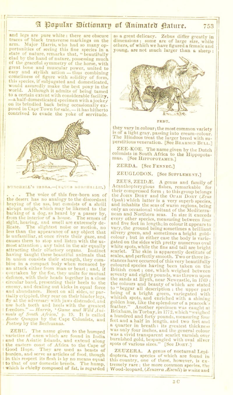ai'.d logs are pure white : there are obscure traces of black transverse markings on the arm. .Major Harris, who had so many op- portunities of seeing this fine species in a state of nature, remarks that, “ beautifully clad by the hand of nature, possessing much of tin- graceful symmetry of the horse, with great bone and muscular power, united to easy and stylish action—thus combining comeliness of figure with solidity of form, this species, if subjugated and domesticated, would assuredly make the best pony in the world. Although it admits of being tamed to a certain extent with considerable facility, —a half-domesticated specimen with a jockey on its brindled back being occasionally ex- posed in Cape Town for sale, —it has hitherto contrived to evade the yoke of servitude. ... The voice of this free-born 6on of the desert has no analogy to the discordant I braying of the a.ss, but consists of a shrill , abrupt neigh, which may be likened to the barking of a dog, ns heard by a passer by, | from the interior of a house. The senses of sight, hearing, and smell arc extremely de- | licate. The slightest noise or motion, no less than the appearance of any object that 1 is unfamiliar, at once rivets their gaze, and causes them to stop and listen with the ut- most attention ; any taint in the air equally attracting their olfactory organs. Instinct having taught these beuutiful animals that in union consists their strength, they com- i bine in a compact body when menaced by | an attack either from man or beast; and, if overtaken by the foe, they unite for mutual defence, with their heads together in a close circular band, presenting their heels to the i enemy, and dealing out kicks in equal force ' and abundance. Beset on ull sides, or pur- tialiy crippled, they rear on their hinder legs, fly at the adversar- with jaws distended, and use both teeth and heels with the greatest 1 freedom.”—//orris, ‘ (Jam*- and Wild Ani- ' vials of South Africa' p. 19. It is called Bontc, Quaat/a by the Cape Colonists, and PtuLsey by the Bechuanas. ZEBU. The name given to the humped ' varieties of oxen which are found in India ami the Asiatic Islands, and extend along : the eastern coast of Africa to the Cape of , Good Hope. They are used as beasts of ! burden, and serve as articles of food though . in this respect its flesh is by no means equal t to that of our domestic breeds. The hump, which is chiefly composed of fat, is regarded | as a great delicacy. Zebus differ greatly in dimensions ; some are of large size, while others, of which we have figured a female ami young, are not much larger than a sheep : 7SBO, they vary in colour; the most common variety is of a light gray, passing into cream-colour. I he Hindoos treat the larger breed with su- perstitious veneration. [SeeBrahmin Bull.] ZEE-KOE. The name given by the Dutch colonists in South Africa to the Hippopotu- mus. [See Hippopotamus.] ZERDA. [See Fennec.] ZEUGLODON. [See Supplement.] ZEUS, ZEIDyE. A genus and family of Aeanthopterygiuus fishes, remarkable for their compressed form ; to this group belongs the John Dory and the Opah Dory {Zeus Opaii) which latter is a very superb speeies, and inhabits the seas of warm regions, being only an occasional visitant of the Mediterra- nean and Northern seas. In size it exceeds every other species, measuring between four and five feet in length; in colour it appears to vary, the ground being sometimes a brilliant silvery green, and sometimes a bright gold- colour ; but in either case the body is vurie- gated on the sides with pretty numerous oval white spots, while the fins and tail are bright scarlet. The skin is apparently destitute of scales, and perfectly smooth. Two or three in- stances have occurred of this very beautifully coloured species having been taken on the British coast; one, which weighed between seventy uiul eighty pounds, was thrown upon the sands at Blyth, near Newcastle, in 17(19 ; the colours and beauty of which are stated to “beggar all description ; the upper part being of a bright green, variegated with whitish spots, and enriched with a shining golden hue, like the splendour of'a peacock's feather.” Another specimen v/us caught at Brixlmtn, in Torbay, in 1772, which “weighed a hundred and forty pounds, measuring four feet and u half in length, and two feet and a quarter in breath : its greatest thickness was only four inches, und the general colour was a vivid transparent scarlet varnish over burnished gold, bespunglcd with oval silver Bpots of various sizes.” [See Dory.] ZEUZERA. A genus of nocturnal I.cpi- doptera, two species of which are found in this country, one of these, however, is ex- tremely rare ; the more common species, the VVood-leopurd, (.Zeuzera jEsculi) is wuile ami C