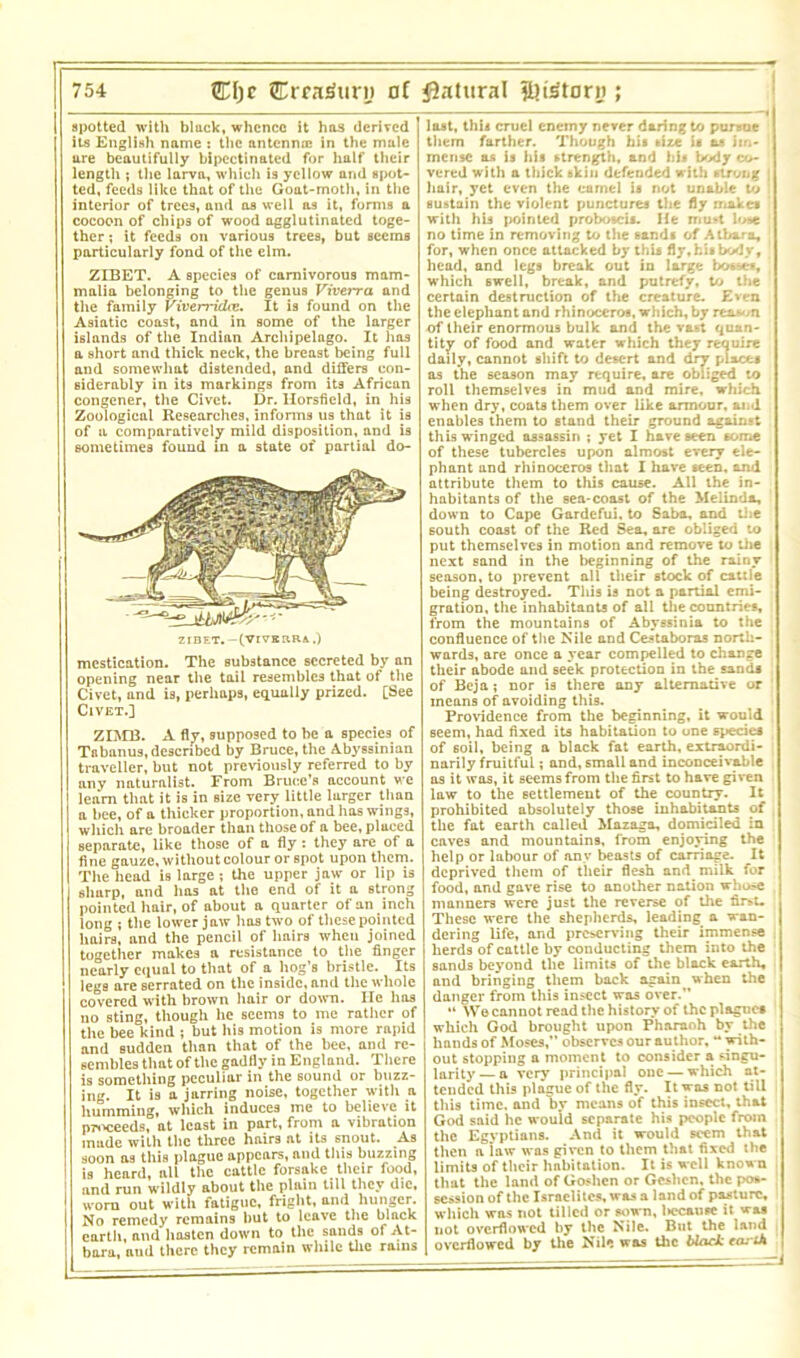 spotted with black, whence it has derived its English name : the antennre in the male are beautifully bipcctinated for half their length ; the larva, which is yellow and spot- ted, feeds like that of the Goat-moth, in the interior of trees, and as well as it, forms a cocoon of chips of wood agglutinated toge- ther ; it feeds on various trees, but seems particularly fond of the elm. ZIBET. A species of carnivorous mam- malia belonging to the genus Vivei-ra. and the family Viverridcv. It is found on the Asiatic coast, and in some of the larger islands of the Indian Archipelago. It has a short and thick neck, the breast being full and somewhat distended, and differs con- siderably in its markings from its African congener, the Civet. Dr. Ilorsfield, in his Zoological Researches, informs us that it is of a comparatively mild disposition, and is sometimes found in a state of partial do- ZIBET. -(VtVBRRA.) mestication. The substance secreted by an opening near the tail resembles that of the Civet, and is, perhaps, equally prized. [See Civet.] ZIMB. A fly, supposed to be a species of Tabanus, described by Bruce, the Abyssinian traveller, but not previously referred to by any naturalist. From Bruce’s account we learn that it is in size very little larger than a bee, of a thicker proportion, and has wings, which are broader than those of a bee, placed separate, like those of a fly : they are of a fine gauze, without colour or spot upon them. The head is large ; the upper jaw or lip is sharp, and has at the end of it a strong pointed hair, of about a quarter of an inch long ; the lower jaw has two of these pointed hairs, and the pencil of lmirs when joined together makes a resistance to the finger nearly equal to that of a hog’s bristle. Its legs are serrated on the inside, and the whole covered with brown hair or down. lie has no sting, though he seems to me rather of the bee kind ; but his motion is more rapid and sudden than that of the bee, and re- sembles that of the gadfly in England. There is something peculiar in the sound or buzz- ing. It is a jarring noise, together with a humming, which induces me to believe it proceeds, at least in part, from a vibration made with the three hairs at its snout. As soon as this plague appears, and this buzzing is heard, all the cattle forsake their food, j and run wildly about the plain till they die, worn out with fatigue, fright, and hunger. No remedy remains but to leave the black earth, and hasten down to the sands of At- bara, aud there they remain while the rains last, thu cruel enemy never daring to pursue them farther. Though bis tize is as im- mense as is bis strength, and bis body co- vered with a thick skin defended with strong ; hair, yet even the camel is not unable to sustain the violent punctures the fly makes with bis pointed proboscis. He nnut lose no time in removing to the sands of Atbara, for, when once attacked by this fly, kisbody, head, and legs break out in large bos*r», which swell, break, and putrefy, to the certain destruction of the creature. Even the elephant and rhinoceros, which, by reason of their enormous bulk and the vast quan- tity of food and water which they reauire daily, cannot shift to desert and dry places as the season may require, are obliged to roll themselves in mud and mire, which when dry, coats them over like armour, and enables them to stand their ground against this winged assassin ; yet I have seen some of these tubercles upon almost every ele- phant and rhinoceros that I have seen, and attribute them to this cause. All the in- habitants of the sea-coast of the Melinda, down to Cape Gardefui, to Saba, and the south coast of the Red Sea, are obliged to put themselves in motion and remove to the next sand in the beginning of the rainy season, to prevent all their stock of cattle being destroyed. This is not a partial emi- gration, the inhabitants of all the countries, from the mountains of Abyssinia to the confluence of the Nile and Cestaboras north- wards, are once a year compelled to change their abode and seek protection in the sands of Beja; nor is there any alternative or means of avoiding this. Providence from the beginning, it would seem, had fixed its habitation to une species of soil, being a black fat earth, extraordi- narily fruitful; and, small and inconceivable as it was, it seems from the first to have given law to the settlement of the country. It prohibited absolutely those inhabitants of the fat earth called Mazaga, domiciled in caves and mountains, from enjoying the help or labour of any beasts of carriage. It deprived them of their flesh and^milk for food, and gave rise to another nation whose manners were just the reverse of the fir>u These were the shepherds, leading a wan- dering life, and preserving their immense herds of cattle by conducting them into the sands beyond the limits of the black earth, and bringing them back again^ when the danger from this insect was over. “ We cannot read the history of the plagues which God brought upon Pharaoh by the hands of Moses,’’ observes our author, “ with- out stopping a moment to consider a singu- larity— a very principal one — which at- , tended this plague of the fly. It was not till I this time, and by means of this insect, that God said he would separate his people from j the Egyptians. And it would seem that then a law was given to them that fixed the limits of their habitation. It is well known that the land of Goshen or Gcshcn, the pot.- j session of the Israelites, was a land of pasture, which was not tilled or sown, liecauae it wm not overflowed by the Nile. But the land , overflowed by the Nile was the black ta*-ik