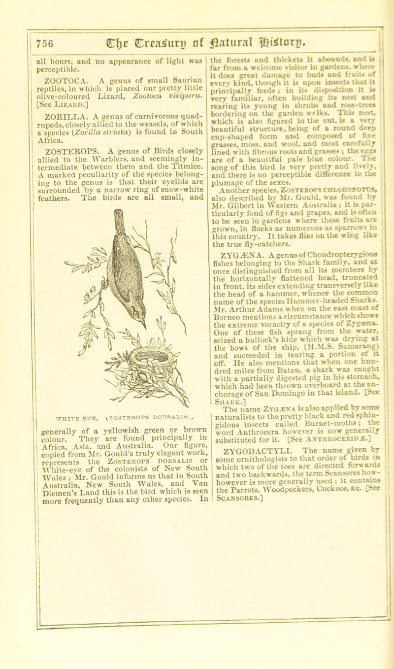 all hours, and no appearance of light was perceptible. ZOOTOCA. A genus of small Saurian reptiles, in which is placed our pretty little olive-coloured Lizard, Zootuca vivipura. [See Lizaud.] ZOBILLA. A genus of carnivorous quad- I rupeds, closely allied to the weasels, of which 1 a species (Zorilla striata) is found in South Africa. ZOSTEROPS. A genus of Birds closely allied to the Warblers, and seemingly in- termediate between them and the Titmice. A marked peculiarity of the species belong- ing to the genus is that their eyelids are surrounded by a narrow ring of snow-white feathers. The birds are all small, and WHITE EYE. <ZOaTKROP8 DORSALIS., generally of a yellowish green or brown colour. They are found principally in Africa, Asia, and Australia. Our figure, copied from Mr. Gould’s truly elegant work, represents the Zosteuops dorsalis or White-eve of the colonists of New South Wales ; Mr. Gould informs us that in South 1 Australia, New South Wales, and Van Diemen’s Land this is the bird which is seen more frequently than any other species. In the forests and thickets it abounds, and it , far from a welcome visitor in gardens, where it does great damage to buds and fruiu of every kind, though it is upon insect* that it principally feeds ; in it* disposition it is very familiar, often building its nest and rearing its young in shrubs and rose-trees bordering on the garden welka. This nest, which is also figured in the cut, i* a very beautiful structure, being of a round deep cup-shaped form and composed of fine j grasses, moss, and wool, and most carefully lined with fibrous roots and grasses ; theezgs are of a beautiful pale blue colour. Toe song of this bird is very pretty and lively, and there is no perceptible difference in the plumage of the sexes. Another species, Zosterops chloeonotts also described by Mr. Gould, was found by Mr. Gilbert in Western Australia ; it is par- ticularly fond of figs and grapes, and is often to be seen in gardens where these fruiu are growm, in flocks as numerous as sparrows in this country. It takes flies on the wing like the true fly-catchers. ZYG-iENA. A genus of Chondropterygious fishes belonging to the Shark family, and at once distinguished from all its members by the horizontally flattened head, truncated in front, its sides extending transversely like the head of a hammer, whence the common name of the species Hammer-headed Sharks. Mr. Arthur Adams when on the east coast of Borneo mentions a circumstance which shows the extreme voracity of a species of Zygiena- One of these fish sprang from the water, seized a bullock’s hide which was drying a: the bows of the ship, (H.M.S. Samarang) and succeeded in tearing a portion of it off. He also mentions that when one hun- dred miles from Batan, a shark was caught with a partially digested pig in his stomach, which had been thrown overboard at the an- chorage of San Domingo in that island. [See Shark.] ,. The name Ztg-BWA is also applied by some naturalists to the pretty black and redsphin- gidous insects called Burnet-moths; the word Anthrocera however is now generally substituted for it. [See Astueoceridju] ZYGODACTYLI. The name given by some ornithologists to that order of birds in which two of the toes are directed forwards and two backwards, the term Scansores how- however is more generally used ; it contains the Parrots, Woodpeckers, Cuckoos, fcc. [see Scansores.]