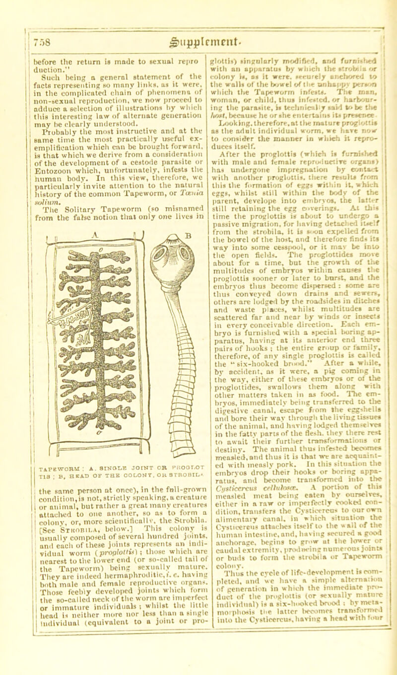 T)8 ^mpplrmeut- before the return is made to sexual repro 1 duction.” Such being a general statement of the fucts representing so many links, as it were, in the complicated chain of phenomena of i non-sexual reproduction, we now proceed to adduce a selection of illustrations by which this interesting law of alternate generation may he clearly understood. ; Probably the most instructive and at the | same time the most practically useful ex- I emplification which can be brought forward. ia that which we derive from a consideration | of the development of a cestode parasite or : Entozoon which, unfortunately, infests the 1 human body. In this view, therefore, we 1 particularly invite attention to the natural I history of the common Tapeworm, or Tieuia solium. I The Solitary Tapeworm (so misnamed from the false notion that only one lives in II tapeworm; a. single joint or proqlot TI3 : B, HEAD OF THE OOLONT. OK STROBIL* I the same person at once), in the full-grown 1 condition,is not, strictly speaking,ucreature I j or animal, but rather a great many creatures i' attached to one another, so as to form a 1 colony, or, more scientifteallv. the Strobila. i [See Stkobila, below.] This colony is 1 usually composed of several hundred joints. and each of these joints represents un intii- 1 vidual worm (proploUu'i; those which are i nearest to the lower end for so-called tail of i the Tapeworm) being sexually mature. | They are indeed hermaphroditic,/, e. having both male and female reproductive organs. 1 Those feebiy developed joints which form ! the so-called neck of the worm are imperfect I or immature individuals ; whilst the little i head is neither more nor less than a single Individual (equivalent to a joint or pro- glottis) singularly modified, and furnittied j with an apparatus by which the Krobili or ■ colony is, as it were, securely anchored to the walls of the bowel of (lie unhappy person which the Tupeworin infests. The rnan, woman, or child, thus infested, or harbour- ing the parasite, is technically said to be the /tost, because he or she entertains its presence Looking, therefore.at tlie mature proglottis as the adult individual worm, we hare now to consider the manner in which it repro- duces itself. After the proglottis (which is furnished with male and female reproductive organs) i has undergone impregnation by contact with another proglottis, there results from this the formation of eggs within it, which eggs, whilst 6till within the body of the parent, develope into embryos, the latter still retaining the egg coverings. At this time the proglottis is about to undergo a passive migration, for having detached itself from the strobila, it is si-on expelled from the bowel of the host, and therefore finds its way into some cesspool, or it mav be into the open fields. The proglottides move about for a time, but the growth of the multitudes of embryos within causes the , proglottis sooner or later to burst, and the embryos thus become dispersed : some are thus conveyed down drains and sewers, others are lodged bj the roadsides in ditches and waste places, whilst multitudes are scattered far and near by winds or insects in every conceivable direction. Each em- bryo is furnished with a special tHiring ap- paratus, having at its anterior end three pairs of hooks ; the entire eroup or family, therefore, of any single proglottis is called the “six-hooked brood.” After a while, by accident, as it were, a pig coming in the way, either of these embry os or of the proglottides, swallows them alone with other matters taken in as food. The em- bryos, immediately being transferred to tl»e digestive canal, escape fiom the. eggshells and bore their way through the living tissues of the animal, and having lodged themseives in the fatty parts of the flesh, they there rest to await their further transformations or destiny. The animal thus infested becomes measled.and thus it is that we are acquaint- ed with measly pork. In this situation the embryos drop’their hooks or boring appa- ratus. and become transformed into the Ci/sticercus crlluhwcE. A portion of this mensled meat being eaten by ourselves, either in a raw or imperfectly cooked con- dition, transfers the Cvsticercus to our own alimentary canal, in which situation the Cysticereus attaches itself to the wail of the human intestine, and, having secured a good anchorage, begins to grow ut the lower or caudal extremity, producing numerous joints or buds to form the strobila or Tapeworm colony. Thus the cycle of life-development is com- pleted, and we have a simple alternation of generation in which the immediate pn>- duct of the proglottis lor sexually mature individual) is a six-lu*okcd brood : by meta- morphosis ti>e latter becomes transformed into the Cvsticercus, having a head with four