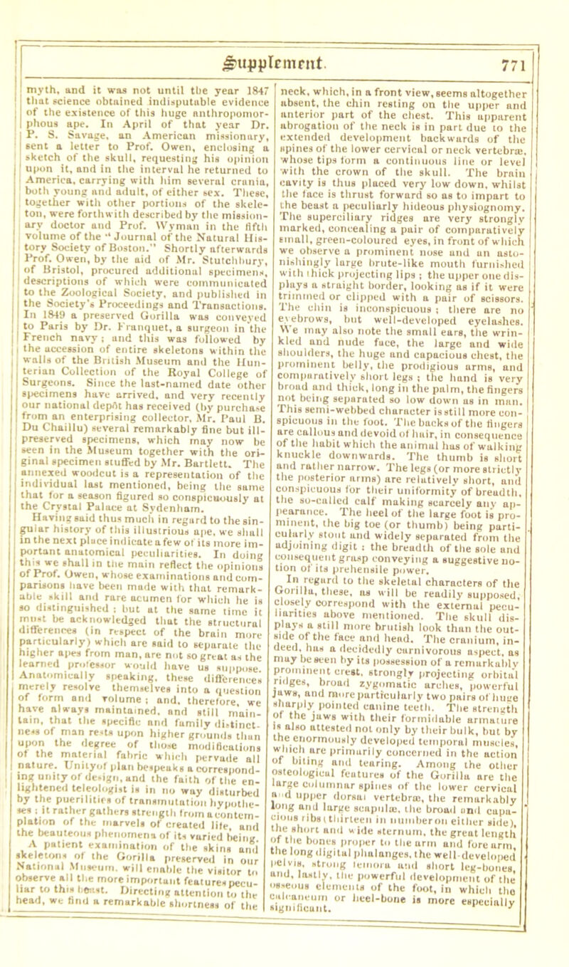 that science obtained indisputable evidence of the existence of this huge anthropomor- phous apt-. In April of that year Dr. i P. S. Savage, an American missionary, i sent a letter to Prof. Owen, enclosing a | sketch of the skull, requesting his opinion : upon it, and in the interval he returned to America, carrying with him several crania, both young and adult, of either sex. These, ! together with other portions of the skele- ton, were forthwith described by the mission- ary doctor and Prof. Wyman in the fifth volume of the '‘Journal of the Natural His- tory Society of Boston.” Shortly afterwards Prof. Owen, by the aid of Mr. Stutchbury, of Bristol, procured additional specimen's, descriptions of which were communicated to the Zoological Society, and published in | the Society’s Proceedings and Transactions. I In 1849 a preserved Gorilla was conveyed to Paris by Dr. Franquet, a surgeon in the 'French navy; and this was followed by i the accession of entire skeletons within the walls of the British Museum and the Hun- j terian Collection of the Royal College of Surgeons. Since the last-named date other specimens have arrived, and very recently our national depftt has received (by purchase I from an enterprising collector. Mr. Paul B. Du Chaillu) several remarkably fine but ill- preserved specimens, which may now be ! *een in the Museum together with the ori- ginal specimen stuffed by Mr. Bartlett. The annexed woodcut is a representation of the individual last mentioned, being the same that for a season figured so conspicuously at the Crystal Puluce at Sydenham. Having said thus much in regard to the sin- gular history of this illustrious ape, we shull in the next pluce indicate a few of its more im- portant anatomical peculiarities. In doing this we shall »n the main reflect the opinions of Prof. Owen, whose examinations and com- parisons have been made with that remark- able skill and rare acumen for which he is so distinguished : hut at the same time it must he acknowledged that the structural differences (in respect of the brain more particularly) which are said to separate the higher apes from man, are not so great as the learned professor would have us suppose. Anatomically speaking, these differences merely resolve themselves into a question of form and volume ; and. therefore, we have always maintained, and still main- tain. that the specific and fumily dhtinct- ne-is of man rests upon higher grounds thun upon the degree of those modifications of the material fabric which pervade all nature. Ijnityof plan bespeuks acorrespond- ing unity of design, and the faith of the en- lightened Ideologist«» in no way disturbed by the puerilities of transmutation hypothe- ses ; it rather gathers strength from a contern- plation of the marvels of created life, and the beauteous phenomena of its vuried being A patient examination of the skins ami skeletons of the Gorilla preserved in our National Museum, will enable the visitor to observe all the more important feature*pecu- liar to this boast. Directing attention to the head, we find a remarkable shortness of the absent, the ehin resting on the upper and anterior part of the ehest. This apparent abrogation of the neck is in part due to the extended development backwards of the spines of the lower cervical or neck vertebra?, whose tips form a continuous line or level with the crown of the skull. The brain cavity is thus placed very low down, whilst the face is thrust forward so as to impart to j;he beast a peculiarly hideous physiognomy. The superciliary ridges are very strongly marked, concealing a pair of comparatively email, green-coloured eyes, in front of which we observe a prominent nose und un asto- nishingly lurge brute-like mouth furnished with thick projecting lips ; the upper one dis- plays a straight border, looking as if it were trimmed or clipped with a pair of scissors. The chin is inconspicuous ; there are no eyebrows, but well-developed eyelashes. We may also note the small ears, the wrin- kled and nude fuce, the large and wide shoulders, the huge and cupucious chest, the prominent belly, the prodigious arms, and comparatively short legs ; the hand is very broad and thick, long in the palm, the fingers not being separated so low down us in man. This semi-webbed character is still more con- spicuous in the foot. The bucks of the fingers are callous and devoid of hair, in consequence of the habit which the animul has of walking knuckle downwards. The thumb is short and rather narrow. The legs (or more strictly the posterior arms) are relatively short, und conspicuous for their uniformity of breudth, the so-culled calf making scarcely any ap- pearance. The heel of the large foot is pro- minent, the big toe (or thumb) being parti- cularly stout and widely separated from the udjoining digit : the breudth of the sole and consequent grasp conveying a suggestive no- tion of its prehensile power. In regard to the skeletal characters of the Gonllu, these, as will be readily supposed, closely correspond with the external pecu- liarities above mentioned. The skull dis- plays a still more brutish look than the out- side of the lace and head. The cranium, in- deed, bus a decidedly eurnivorous aspect, as may he seen by its possession of a remarkably prominent crest, strongly projecting orbital fidges, broad zygomatic arches, powerful jaws, and more particularly two pairs of huee sharp!y pointed canine teeth. The strength of the jaws with their formidable armature is also attested not only by their bulk, but by the enormously developed temporal muscles, wl,,c!».ttre primarily concerned in the aetion of biting and tearing. Among the other Osteolugicul features of the Gorillu are the large columnar spines of the lower cervical a d upper dorsui vertebral, the remarkably long and large scapula?, the broad und cupu- c*°8' H'irteen in number on either side) the short und wide sternum, the great length of the bones proper to the urm and forearm the long digital phalanges, the well-developed pelvis, strong femora and short leg-hones, and, lastly, the powerful development of the osseous elements of the foot, in which the culcaneum or heel-bone is more especially significant. J