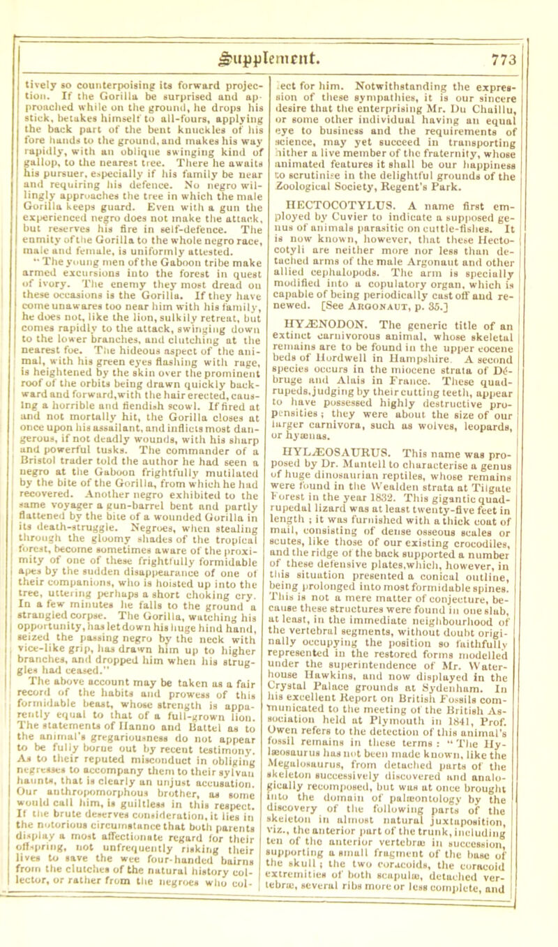 lively so counterpoising its forward projec- tion. If the Gorilla be surprised aud ap- proached while on the ground, he drops his stick, betukes himself to all-fours, applying the back part of the bent knuckles of his fore hands to the ground, and makes his way rapidly, with an oblique swinging kind of gallop, to the nearest tree. There he awaits his pursuer, especially if his family be near and requiring his defence. No negro wil- lingly approaches the tree in which the male Gorilla keeps guard. Even with a gun the experienced negro does not make the attack, but reserves his fire in self-defence. The enmity of the Gorilla to the whole negro race, male and female, is uniformly attested. *' The young men of the Gaboon tribe make armed excursions into the forest in quest of ivory. The enemy they most dread on these occasions is the Gorilla. If they have come unawares too near him with his family, he does not, like the lion, sulkily retreat, but comes rapidly to the attack, swinging down to the lower branches, aud clutching at the nearest foe. The hideous aspect of the ani- mal, with his green eyes flashing with ruge, is heightened by the skin over the prominent roof of the orbits being drawn quickly back- ward and forwurd,with the hair erected, caus- ing a horrible and fiendish scowl. If fired at and not mortally hit, the Gorilla closes at ; once upon his assailant, and inflicts most dan- gerous, if not deadly wounds, with his shurp and powerful tusks. The commander of a Bristol trader told the author he had seen a uegro at the Gaboon frightfully mutilated by the bite of the Gorilla, from which he had recovered. Another negro exhibited to the same voyager a gun-barrel bent and partly flattened by the bite of a wounded Gorilla in | its death-struggle. Negroes, when stealing I through the gloomy shades of the tropical forest, become sometimes aware of the proxi- mity of one of these frightfully formidable i apes by the sudden disappearance of one of their companions, who is hoisted up into the tree, uttering perhaps a short choking cry. , In a few minutes he falls to the ground u < strangled corpse. The Gorilla, watching his opportunity, has letdown his huge hind hand, I seized the passing negro by the neck with i vice-like grip, has drawn him up to higher I branches, and dropped him when his strug- gles had ceased. The above account may be taken us a fair record of the habits aud prowess of this formidable beast, whose strength is appa- rently equal to that of a full-grown lion. The statements of Ilanno and Battel as to the animal’s gregariousness do not appear | to be fully borue out by recent testimony, j As to their reputed misconduct in obliging negresses to accompany them to their sylvan haunts, that is clearly un unjust accusation. | Our anthropomorphous brother, as some I would call him, is guiltless in this respect. It the brute deserves consideration, it lies in : the notorious circumstance that both parents , display a most affectionate regard tor their I oil spring, not unfrequently risking their lives to save the wee four-handed bairns from the clutches of the naturul history col- | lector, or rather from the negroes who col- ect for him. Notwithstanding the expres- sion of these sympathies, it is our sincere desire that the enterprising Mr. Du Chaillu, or some other individual having an equal eye to business and the requirements of science, may yet succeed in transporting hither a live member of the fraternity, whose animated features it shall be our happiness co scrutinise in the delightful grounds of the Zoological Society, Regent’s Park. HECTOCOTYLUS. A name first cm- ployed b3* Cuvier to indicate a supposed ge- ! nus of animals parasitic on cuttle-fishes. It I is now’ known, however, that these Hecto- j cotyli are neither more nor less than de- tuched arms of the male Argonaut and other allied eephalopods. The arm is specially modified into a copulatory organ, which is capable of being periodically castoff aud re- newed. [See Argonaut, p. 35.] IIYiENODON. The generic title of an extinct carnivorous animul, whose skeletal remains are to be found in the upper eocene beds of IIordwe 11 in Hampshire A second species occurs in the miocene strata of D£- bruge and Aluis in France. These quad- rupeds, judging by their cutting teeth, appear to have possessed highly destructive pro- pensities ; they were about the size of our larger carnivora, such as wolves, leopards, I or hyaenas. HYL^EOSAURUS. This name was pro- I posed by Dr. Muntell to characterise a genus of huge dinosaurian reptiles, whose remains were found in the VVealden strata at Tilgute Forest in the year 1832. This gigantic quad- rupedal lizard was at least twenty-five feet in length ; it was furnished with a thick coat of mail, consisting of dense osseous scales or scutes, like those of our existing crocodiles, and the ridge of the back supported a number i of these defensive plates,which, however, in this situation presented a conical outline, being prolonged into most formidable spines. This is not a mere matter of conjecture, be- cause these structures were found in one slub, at least, in the immediate neighbourhood of the vertebral segments, without doubt origi- nally occupying the position so fuithfullv represented in the restored forms modelled under the superintendence of Mr. Water- house Hawkins, and now displuyed in the Crystal Palace grounds at Sydenham. In his excellent Report on British Fossils com- municated to the meeting of the British As- sociation held at Plymouth in 1841, Prof. Owen refers to the detection of this animal’s fossil remains in these terms : “ The Hy- IsBOsaurus lias not been made known, like the MegaloKuurus, from detached parts of the skeleton successively discovered and analo- gically recomposed, but was at once brought into the domain of pahcontology by the discovery of the following parts of the skeleton in almost naturul juxtaposition, viz., the anterior part of the trunk, including ten of tho anterior vertebra in succession! supporting asmull fragment of the base of the skull ; the two coracoids, the coracoid extremities of both scupului, detached ver- | i tebrie, several ribs more or less complete, and I