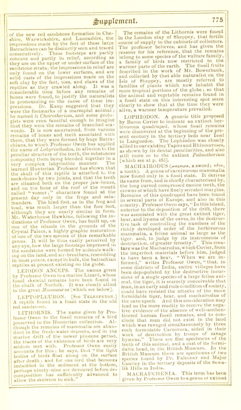 of the new red sandstone formation in Che- shire, Warwickshire, and Lancashire, the ! impressions made by the feet ot these large Batrachians can be distinctly seen and traced I consecutively. These lootsteps are partly I concave and* partly in relief, according as they are on the upper or under surface of the sandstone strata; the impressions in relief are only found on the lower surfaces, and are solid casts of the impressions made on the soft clay by the feet, toes, and claws of the reptiles as they crawled along. It was a considerable time before any remains of bones were found, to justify the naturalists in pronouncing on the cause of these im- pressions. Dr. Kaup suggested that they were the footmarks of a marsupial animal ; he named it Cheirotherium, and some geolo- gists were even fanciful enough to imagine that they were the remains of branched sea- I weeds. It is now ascertained, from various I remains of bones and teeth associated with them, that they were formed by huge Batra- I chians, to which Professor Owen has applied the name of Labyrinthodon, in allusion to the peculiar structure of the teeth, the substances ' composing them being blended together in a very complex labyrinthio manner. The learned Hunterian Professor has shown that the skull of this reptile is attached to the neck-bones by two joints, and that the teeth are situated both on the proper jaw-bones, and on the bone of the roof of the mouth called “vomer; characters found at the present day only in the frogs and sala- manders. The hind foot, as in the frog and toad, was much larger than the fore loot, although they are nearly similar in form. Mr. Waterhouse lluwkins, following the in- dications of Professor Owen, has built up, on one of the islands in the grounds of the Crystal Palace, a highly graphic restoration ot one of the two species of this remarkable genus. It will be thus easily perceived by any eye, how the large footsteps impressed in ! the sandstone were formed bv animals walk- j mg on the iund, and air-breathers, resembling I in most points, except in bulk, the batruchiau | reptiles at present existing on the globe. LEIODON ANCEPS. The names given by Professor Owen to a murine Lizard, whose I fossil -keletul remains have been found in II the chalk of Norfolk. It was closely allied | to the great Aluaasaurus [which see below]. LEPTOPLLUKON. [See Teleiipeton.] I A reptile found in a fossil state in the old II red sandstone. j I LITHORNIS. The name given by Pro- I fessor Owen to the fossil remains of a bird 1 preserved in the Hunterian collection. Al- i though the remains of mammalia are abun- 1 dunl in the fresh-water deposits, and in the marine drift of the newer pliocene period, I the traces of the existence of birds are very seldom rnet with. Professor Owen eusily accounts for this; he suys, that “the light bodies of birds float along on the surface after death ; and for one bird that becomes imbedded in the sediment ut the bottom, perhaps ninety-nine are devoured before de- composition has sufficiently advanced to ] allow the skeleton to sink. The remains of the Lithornis were found in the London clay of Sheppey, that fertile tource of supply to the cabinets of collectors. The professor believes, and has given the reasons lor his reference, that the remains belong to some species of the vulture family, a. family of birds now restricted to the warmer parts of the earth. The fossil fruits described in the work of Mr. Bowerbank, and collected by that able naturalist on the Isle of Sheppey, are mostly referred to families of plants which now inhabit the more tropical portions of the globe ; so that the animal and vegetable remains found in a fossil state on this interesting spot seem clearly to show that at the time they were alive, a warmer temperature prevailed. LOPHIODON. A generic title proposed by Baron Cuvier to indicate an extinct her- bivorous quadruped, whose fossil remains were discovered nt the beginning of the pre- sent century in the tertiary beds near Issel in Languedoc. The Lophiodon wus closely allied to our existing Tapirs and Rhinoceroses, as shown by its dental peculiarities, and also still more so to the extinct Pakeottierium [w hich see at p. 485]. MACHAIRODUS a sword; °tfov, a tooth). A genus of carnivorous mammalia now found only in a fossil state. It derives its name from, and is chiefly characterised by, the long curved compressed cunine teeth, the crowns of which have finely serrated murgins. Remains of this quadruped have been found j in several parts ot Europe, and also in this I country. Professor Owen says, “In this islund, anterior to the deposition of the drift, there was associated with the great extinct tiger, I bear, and hyusna of the caves, iu the destruc- | tive task of controlling the numbers of the richly developed order of the herbivorous | mummalia, a feline animal us large us the , tiger, and, to judge by its instruments of I destruction, of greater ferocity. This crea- ture was the Muchairodus, which Cuvier, from the imperfect materials before him, judged to have been a beur. “ When we are in- | formed, writes Professor Owen, “ that, in some districts of India, entire villages have | been depopulated by the destructive incur- 1 sions of a single species of a large feline ani- mal, the tiger, it is scarcely conceivable that mun, in an eurly and rude condition of society, | cuuld have resisted the attacks of the more I formidable tiger, bear, and muchairodus of the cave epoch And this consideration may | lead us the more readily to receive the nega- tive evidence of the absence of well-authen- ticated humun fossil remains, and to con- , elude that man did not exist in the land which was ravaged simultaneously by three such formidable Carnivora, aided in their work of destruction by troops of savuge hynmas. There are tine specimens ol the teeth of this animul, and a cust ot its formi- dable head, in the British Museum. In the British Museum there are specimens of two species found by Dr. Falconer and Major Cautley in the tertiary deposits of the Sewa- lik Hills iu India. MACRAUCHENIA. This term has been given by Piolosor Owen to a genus ol extinct