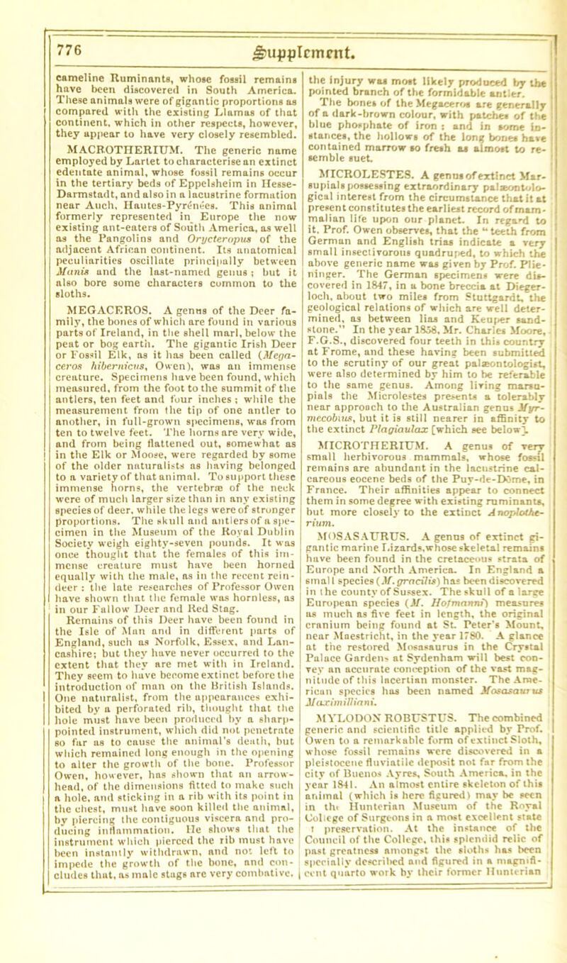 camelinc Ruminants, whose fossil remains have been discovered in South America. These animals were of gigantic proportions as compared with the existing Llamas of that continent, which in other respects, however, they appear to have very closely resembled. MACROTHERIUM. The generic name employed by Lartet to characterise an extinct edentate animal, whose fossil remains occur in the tertiary beds of Eppelsheim in Hesse- Darmstadt, and also in a lacustrine formation near Auch, Hatites-Pyrtinees. This animal formerly represented in Europe the now existing ant-eaters of South America, as well as the Pangolins and Orycteropua of the adjacent African continent. Its anatomical peculiarities oscillate principally between Mania and the last-named genus ; but it also bore some characters common to the sloths. MEGACEROS. A genus of the Deer fa- mily, the bones of which are found in various parts of Ireland, in the shell marl, below the peat or bog earth. The gigantic Irish Deer or Fossil Elk, os it has been called (Mega- ceros hibemicus, Owen), was an immense creature. Specimens have been found, which measured, from the foot to the summit of the antlers, ten feet and four inches ; while the measurement from the tip of one antler to another, in full-grown specimens, was from ten to twelve feet. The horns are very wide, and from being flattened out, somewhat as in the Elk or Moose, were regarded by some of the older naturalists as having belonged to a variety of that animal. To support these immense horns, the vertebrie of the neck were of much larger size than in any existing species of deer, while the legs were of stronger proportions. The skull and antlers of a spe- cimen in the Museum of the Royal Dublin Society weigh eighty-seven pounds. It was once thought that the females of this im- mense creature must have been horned equally with the male, as in the recent rein- deer : the late researches of Professor Owen have shown that the female was hornless, as in our Fallow Deer and Red Stag. Remains of this Deer have been found in the Isle of Man and in different parts of England, such as Norfolk, Essex, and Lan- cashire; but they have never occurred to the extent that they are met with in Ireland. They seem to have become extinct before the introduction of man on the British Islands. One naturalist, from the appearances exhi- bited by a perforated rib, thought that the hole must have been produced by a sharp- pointed instrument, which did not penetrate so far as to enuse the animal's death, hut which remained long enough in the opening I to alter the growth of the bone. Professor Owen, however, has shown that an arrow- I head, of the dimensions fitted to make such a hole, and sticking in a rib with its point in the chest, must have soon killed the animal, by piercing the contiguous viscera nnd pro- ducing inflammation. He shows that the instrument which pierced the rib must have been instantly withdrawn, and not left to impede the growth of the bone, and con- cludes that, as male stags are very combative. [ the injury was most likely produced by the pointed branch of the formidable antler. The bones of the Megaceroa are generally I of a dark-brown colour, with patches of the I blue phosphate of iron : and in some in- i stances, the hollows of the long bones have i contained marrow so fresh os almost to re- semble suet. MICROLESTES. A genus of extinct Mar- supials possessing extraordinary palaeontolo- gical interest from the circumstance that it at present constitutes the earliest record of mam- malian life upon our planet. In regard to it. Prof. Owen observes, that the “teeth from Germun and English trios indicate a very small insectivorous quadruped, to which the above generic name was given by Prof. Plie- ninger. The German specimens were dis- covered in 1847, in u bone breccia at Dieger- loch, about two miles from Stuttgarrit, the geological relations of which are well deter- mined, as between lias and Keuper sand- stone.” In the year 1858. Mr. Charles Moore, F.G.S., discovered four teeth in this country at Frome, and these having been submitted to the scrutiny of our great palaeontologist, were also determined by him to be referable to the same genus. Among living marsu- pials the Microlestes presents a tolerably near approach to the Australian genus Myr- mtcobxns, but it is still nearer in affinity to the extinct Plagiaulax [which see below], MICROTHERIUM. A genus of Terr small herbivorous mammals, whose fossil remains are abundant in the lacustrine cal- careous eocene beds of the Puy-de-DOme, in France. Their affinities appear to connect them in some degree with existing ruminants, but more closely to the extinct Anoploihe- rium. MOSASATJRUS. A genus of extinct gi- gantic marine Lizards,whose skeletal remains huve been found in the cretaceous strata of Europe and North America. In England a small species (M. gracilis) has been discovered in the county of Sussex. The skull of a large European species (if. Hofmann?) measure? as much ns five feet in length, the original cranium being found at St. Peter's Mount, near Mnestricht, in the year 1780. A glance at the restored Mosnsaurus in the Crystal Palace Garden- at Sydenham will best con- vey an accurate conception of the vast mag- nitude of this lncertian monster. The Ame- rican species bus been named Masasaurus Maximillianu MYLODON ROBUSTUS. The combined generic nnd scientific title applied by Prof. Owen to a remarkable form of extinct Sloth, whose fossil remains were discovered in a pleistocene fluviatile deposit not far from the city of Buenos Ayres, South America, in the year 1841. An almost entire skeleton of this animal (which is here figured) may be seen in tht Hunterian Museum of the Royal College of Surgeons in a most excellent state r preservation. At the instance of the Council of the College, this splendid relic of past greatness amongst the sloths has been specially described and figured in a magnifi- cent quarto work bv their former Hunterian