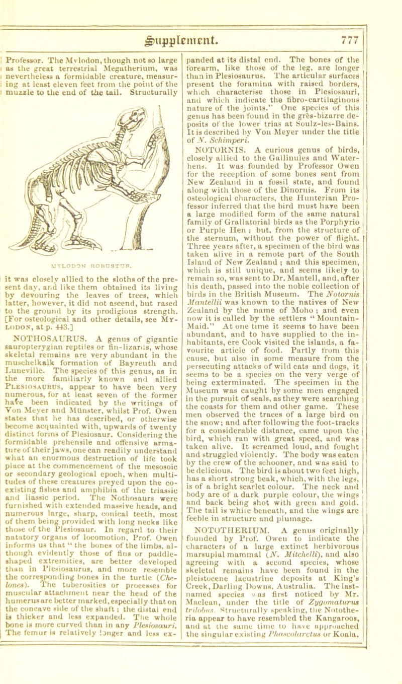 Professor. The Mylodon, though not so large as the great terrestrial .Megatherium, was nevertheless a formidable creature, measur- ing at least eleven feet from the point of the muzzle to the end of tiie tail. Structurally it was closely allied to the sloths of the pre- sent day, and like them obtained its living by devouring the leaves of trees, which latter, however, it did not ascend, but rased to the ground by its prodigious strength. [For osteological and other details, see Mr- lodon, at p. 443.] NOTHOSAURUS. A genus of gigantic sauropterygian reptiles or fin-lizards, whose skeletal remains are very abundant in the muschelk&lk formation of Bayreuth and Luueville. The species of this genus, as ir. the more familiarly known and allied Plesiosaurus, appear to have been very numerous, for at least seven of the former hate been indicated by the writings of Von Meyer and Munster, whilst Prof. Owen states that he has described, or otherwise l>ecome acquainted with, upwards of twenty distinct forms of Plesiosaur. Considering the formidable prehensile and offensive arma- ture of their jaws,one can readily understand what an enormous destruction of life took place at the commencement of the mesosoic or secondary geological epoch, when multi- tudes of these creatures preyed upon the co- existing fishes and amphibia of the triassic and liassic period. The Nothosaurs were furnished with extended massive heads, and numerous large, sharp, conical teeth, most of them being provided with long necks like those of the Plesiosaur. In regard to their natatory organs of locomotion. Prof. Owen informs us that “the bones of the limbs, al- i though evidently those of fins or paddle- shaped extremities, are better developed than in Plesiosaurus, and more resemble the corres|»onding hones in the turtle (Che- lones). The tuberosities or processes for muscular attachment near the head of the humerus are lietter marked, especially that on the concave side of the shaft; the distal end is thicker and less expanded. The whole bone is more curved than in any Plesiosauri. | The femur is relatively longer and less ex- panded at its distnl end. The bones of the forearm, like those of the leg, are longer thun in Plesiosaurus. The articular surfaces present the foramina with raised borders, which characterise those in Plesiosauri, and which indicate the tibro-cartilagiuous nature of the joints.” One species of this genus has been found in the grfcs-bizarre de- posits of the lower trias at Soulz-les-Bains. It is described by Yon Meyer under the title of N. Schimperi. NOTORNIS. A curious genus of birds, closely allied to the Gallinules and Water- hens. It was founded by Professor Owen for the reception of some bones sent from New Zealand in a fossil state, and found along with those of the Dinornis. From its osteological characters, the Hunterian Pro- fessor inferred that the bird must hare been a large modified form of the same natural family of Grallatorial birds as the Porphyrio or Purple Hen ; but, from the structure of the sternum, without the power of flight. Three years after, a specimen of the bird was taken alive in a remote part of the South Island of New Zealand ; and this specimen, which is still unique, and seems likely to remain so, was sent to Dr. Mantell, and, after his death, passed into the noble collection of birds in the British Museum. The 1Votornis Mantellii was known to the natives of New Zealand by the name of Moho ; and even now it is called by the settlers “ Mountain- Maid. At one time it seems to have been ubundant, and to have supplied to the in- habitants, ere Cook visited the islands, a fa- vourite article of food. Partly front this cause, but also in some measure from the persecuting attacks of wild cats and dogs, it 6eems to be a species on the very verge of being exterminated. The specimen in the Museum was caught by some men engaged in the pursuit of seals, as they were searching the coasts for them and other game. These men observed the traces of a large bird on the snow; and after following the foot-tracks for a considerable distance, came upon the j bird, which ran with great speed, and was taken alive. It screamed loud, and fought and struggled violently. The body was eaten by the crew of the schooner, and was said to be delicious. The bird is about two feet high, has a short strong beak, which, with the legs, is of a bright scarlet colour. The neck and body are of a dark purple colour, the wings \ and back being shot with green and gold. | The tail is while beneath, and the wiugs are feeble in structure and plumage. NOTOTIIERIUM. A genus originally founded by Prof. Owen to indicate the characters of a large extinct herbivorous marsupial mammal lN. Mitchelli), and also agreeing with a second species, whose skeletal remains have been found in the pleistocene lacustrine deposits at King’s Creek, Darling Downs, Australia. The last- uuiried species was first noticed by Mr. Maclean, under the title of Zyuomaturus triloba*. Structurally speaking, the Notothe- ria appear to have resembled the Kangaroos, and at the same time to have upprouched the singular existing /’lioscolurctus or Koala.