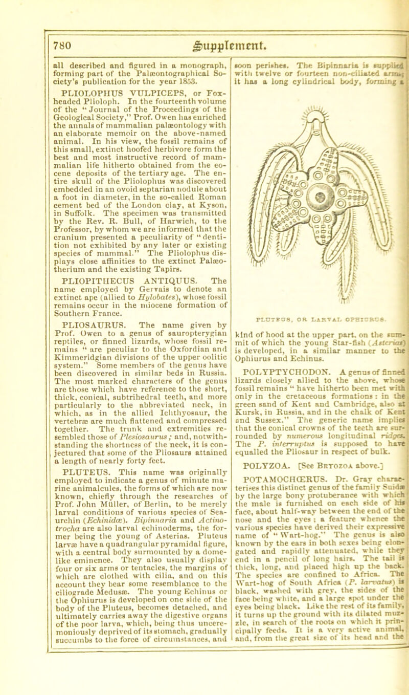 all described and figured in a monograph, forming part of the Paleeontographical So- ciety’s publication for the year 1853. PLIOLOPIIUS VULPICEPS, or Fox- headed Plioloph. In the fourteenth volume of the “Journal of the Proceedings of the Geological Society,” Prof. Owen has enriched the annals of mammalian paloeontology with an elaborate memoir on the above-named animal. In his view, the fossil remains of this small, extinct hoofed herbivore form the best and most instructive record of mam- malian life hitherto obtained from the eo- cene deposits of the tertiary age. The en- tire skull of the Pliolophus was discovered embedded in an ovoid septarian nodule about a foot in diameter, in the 60-ealled Roman cement bed of the London clay, at Kyson, in Suffolk. The specimen was transmitted by the Rev. R. Bull, of Harwich, to the Professor, by whom we are informed that the cranium presented a peculiarity of “denti- tion not exhibited by any later or existing species of mammal.” The Pliolophus dis- plays close affinities to the extinct Palceo- therium and the existing Tapirs. PLIOPITIIECUS ANTIQUUS. The name employed by Gerrais to denote an extinct ape (allied to Hj/lobates), whose fossil remains occur in the miocene formation of Southern France. PLIOSAURUS. The name given by Prof. Owen to a genus of sauropterygian reptiles, or finned lizards, whose fossil re- mains “ are peculiar to the Oxfordian and Kimmeridgian divisions of the upper oolitic system. Some members of the genus have been discovered in similar beds in Russia. The most marked characters of the genus are those which have reference to the short, thick, conical, subtrihedral teeth, and more particularly to the abbreviated neck, in which, ns in the allied Ichthyosaur, the vertebras are much flattened and compressed together. The trunk and extremities re- sembled those of Plesiosaurus ; and, notwith- standing the shortness of the neck, it is con- jectured that some of the Pliosaurs attained a length of nearly forty feet. PLUTEUS. This name was originally employed to indicate a genus of minute ma- rine animalcules, the forms of which are now known, chiefly through the researches of Prof. John MUller, of Berlin, to be merely larval conditions of various species of Sea- urchin (Echinidce). Bipinnaria and Actino- trocha are also larval echinoderms, the for- mer being the young of Asterias. Pluteus larval have a quadrangular pyramidal figure, with a central body surmounted by a dome- like eminence. They also usually display four or six arms or tentacles, the margins of which are clothed with cilia, and on this account they bear some resemblance to the ciliograde Medusas. The young Echinus or the Ophiurus is developed on one side of the body of the Pluteus, becomes detached, and ultimately carries away the digestive organs of the poor larva, which, being thus uncere- moniously deprived of its stomach, gradually succumbs to the force of circumstances, ami soon perishes. The Bipinnaria is supplied with twelve or fourteen non-ciliated tr;ru; it lias a long cylindrical body, forming a kind of hood at the upper part, on the sum- mit of which the young Star-fish (Arterial) is developed, in a similar manner to the Ophiurus and Echinus. POLYPTYCHODON. A genus of finned lizards closely allied to the above, whose fossil remains “ have hitherto been met with only in the cretaceous formations : in the green sand of Kent and Cambridge, also at Kursk, in Russia, and in the chalk of Kent and Sussex.” The generic name impiief that the conical crowns of the teeth are sur- rounded by numerous longitudinal ridges. The P. interruptus is supposed to have equalled the Piiosaur in respect of bulk. POLYZOA. [See Brtozoa above.] POTAMOCHCERUS. Dr. Gray charac- terises this distinct genus of the family Suid* by the large bony protuberance with which the male is furnished on each side of hi* j face, about half-way between the end of the nose and the eyes ; a feature whence the various species have derived their expressive name of “Wart-hog.” The genus is aiso known by the ears in both sexes being elon- gated and rapidly attenuated, while they | end in a pencil of long hair*. The tail i» thick, long, and placed high up the back, i The species are confined to Africa. The , Wart-hog of South Africa i P. Utrvatvi) i* black, washed with grey, the sides of the lace being white, and a large *p°l under the J eyes being black. Like the rest of it* family* i it turns up the ground with it* dilated muz- zle, in search of the root* on which h prin- cipally feeds. It is a very active animal,! and. from the great size of its head and the 1