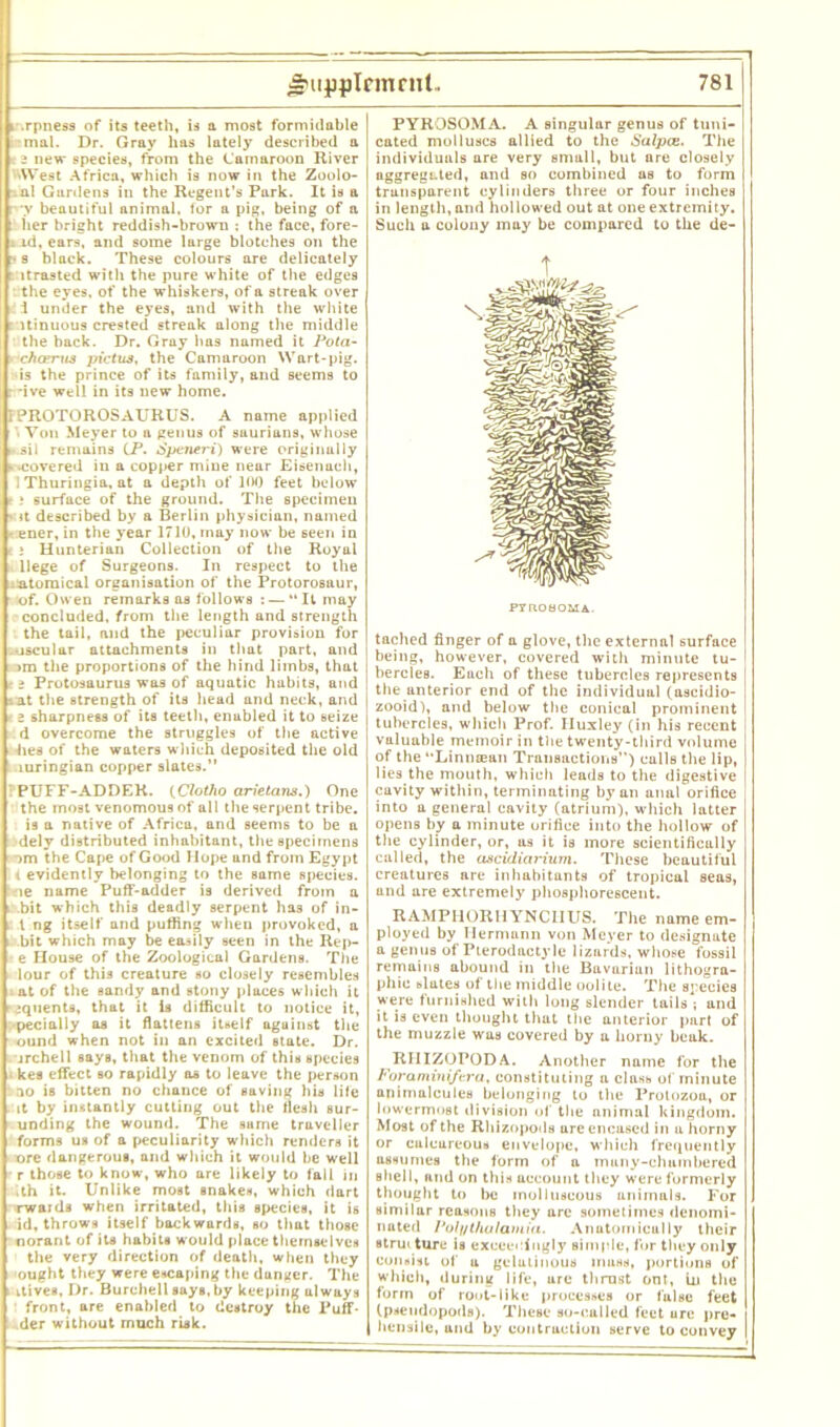 ■ ~ — ~~ - = ^upplrmrnl. 781 i .rpness of its teeth, is a most formidable mal. Dr. Gray has lately described a 2 new species, from the C'amaroon River •West Africa, which is now in the Zoolo- al Gunlens in the Regent’s Park. It is a •y beautiful animal, tor a pig, being of a her bright reddish-brown : the face, fore- ; xd, ears, and some lurge blotches on the • s black. These colours are delicately jtrasted with the pure white of the edges the eyes, of the whiskers, of a streak over i under the eyes, and with the white Uinuous crested streak along the middle the back. Dr. Gray has named it Pota- chcerus pictus, the Camaroon Wart-pig. is the prince of its family, and seems to r-ive well in its new home. FPROTOROSAURUS. A name applied • Von Meyer to a genus of saurians, whose sil remains (.P. Speneri) were originally i .covered in a copper mine near Eisenach, 1 Thuringia, at a depth of 100 feet below t ; surface of the ground. The specimen * il described by a Berlin physician, named - ener, in the year 1710, may now be 6een in t ; Hunterian Collection of the Royal liege of Surgeons. In respect to the .atomical organisation of the Protorosaur, of. Owen remarks as follows : — “It may concluded, from the length and strength the tail, and the peculiar provision for -oscular attachments in that part, and >m the proportions of the hind limbs, that a Protosaurus was of aquatic habits, and vat the strength of its head and neck, and t a sharpness of its teeth, enabled it to seize d overcome the struggles of the active hes of the waters which deposited the old .luringian copper slates.” PUFF-ADDER. (Clotho arietcims.) One the most venomous of all the serpent tribe, is a native of Africa, and seems to be a dely distributed inhabitant, the specimens ->m the Cape of Good Hope and from Egypt i evidently belonging to the same species. ie name Puff-adder is derived from a bit which this deadly serpent has of in- l ng itself and puffing when provoked, a bit which may be easily seen in the Rej>- e House of the Zoological Gardens. The lour of this creature so closely resembles at of the sandy and stony places which it 1 ;quents, that it is difficult to notice it, •pecially as it flattens itself against the ound when not in an excited state. Dr. jrchell says, that the venom of this species kes effect bo rapidly os to leave the person ‘ no is bitten no chance of saving his life . it by instantly cutting out the flesh sur- unding the wound. The sume traveller forms us of a peculiarity which renders it ore dangerous, and which it would be well r those to know, who are likely to fall in ,th it. Unlike most snakes, which dart rwaids when irritated, this species, it is id, throws itself backwards, so that those norant of its habits would place themselves the very direction of death, when they ought they were escaping the dunger. The i vtives. Dr. Burchell says, by keeping always front, are enabled to destroy the Puff- der without much risk. PYROSOMA. A singular genus of tuni- cated molluscs allied to the Salpce. The individuals are very small, but are closely aggregated, and so combined as to form transparent cylinders three or four inches in length, and hollowed out at one extremity. Such a colony may be compared to the de- PTnOBOMA. tached finger of a glove, the external surface being, however, covered with minute tu- bercles. Each of these tubercles represents the anterior end of the individual (ascidio- zooid), and below the conical prominent tubercles, which Prof. Huxley (in his recent valuable memoir in the twenty-third volume of the “Lintuean Transactions”) calls the lip, lies the mouth, which leads to the digestive cuvity within, terminating by an anal orifice into a general cavity (atrium), which latter opens by a minute orifice into the hollow of the cylinder, or, as it is more scientifically called, the ascidiarium. These beautiful creatures are inhabitants of tropical seas, and are extremely phosphorescent. RAMPllORIlYNCIIUS. The name em- ployed by Hermann von Meyer to designate a genus of Pierodactyle lizards, whose fossil remains abound in the Bavarian lithogra- phic slates of the middle oolite. The species were furnished with long slender tails ; and it is even thought that the anterior part of the muzzle was covered by a horny beak. RIIIZOPODA. Another name for the Foraminiftra, constituting a class of minute animalcules belonging to the Protozoa, or lowermost division of the animal kingdom. Most of the Rhizopods are encased in a horny or culcureous envelope, which frequently assumes the form of a many-chambered shell, and on this account they were formerly thought to be molluscous animals. For similar reasons they arc sometimes denomi- nated Polythulamia. Anatomically their structure is execeningly simple, for they only consist of a gclulinous muss, portions of which, during life, arc thrust out, in the form of root-like processes or false feet (psendopods). These so-called feet ure pre- hensile, and by contraction serve to convey