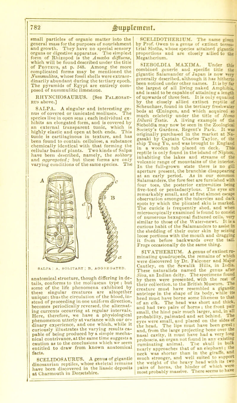 email particles of organic matter into the general mass for the purposes of nourishment and growth. They have no special sensory organs or digestive apparatus. The simplest form of Rhizopod is the Aviceba diffluens, which will be found described under the title of Proteus, at p. 548. Among the more complicated forms may be mentioned the Nummulites, whose fossil shells were extraor- dinarily abundant during the tertiary epoch. The pyramids of Egypt are entirely com- posed of nummulitic limestone. RHYNCHOSAURUS. [See Paljjosau- rus above.] SALPA. A singular and interesting ge- nus of covered or tunicated molluscs. The species live in open seas ; each individual ex- hibits an elongated form, and is covered by an external transparent tunic, which is highly elastic and open at both ends. This tunic is cartilaginous in texture, and has been found to contain cellulose, a substance chemically identical with that forming the cellular basis of plants. Two kinds of Salptc have been described, namely, the solitary and aggregated; but these forms are only varying conditions of the same species. The anatomical structure, though differing in de- 1 tails, conforms to the molluscan type ; but some of the life phenomena exhibited by these singular creatures are altogether unique: thus the circulation of the blood, in- stead of proceeding in one uniform direction, becomes periodically reversed, the alternat- ing currents occurring at regular intervals. Here, therefore, we have a physiological phenomenon utterly at variance with our or- dinary experience, and one which, while it curiously illustrates the varying results ca- pable of being produced by a simple mecha- nical contrivance, at the same time suggests a caution as to the conclusions which we seem entitled to draw from known anatomical facts. SCELIDOSAURUS. A genus of gigantic dinosauriun reptiles, whose skeletal remains 1 have been discovered in the liassic deposits j at Charmouth in Dorsetshire. SCELIDOTHERIUM. The name gives by Prof. Owen to a genus of extinct terres- trial Sloths, whose specie* attained gigantic proportions and are closely allied to the Megatherium. SIEBOLDIA MAXIMA. Under this combined generic and specific title the gigantic Salamander of Japan is now very generally described, although it has hithedfi been noticed under other names. It is by far the large»t of all living naked Amphibia, and is 6aid to lie capable of attaining a length of upwards of three feet. It is only equalled by the closely allied extinct reptile of Scheuchzer, found in the tertiary freshwater beds at (Eningen, and which acquired so much celebrity under the title of //ome Diluvii Testis. A living example of the Sieboldia may now be seen in the Zoological Society's Gardens. Regent’s Park. It was originallj' purchased in the market at Na- gasaki by Captain Charles Taylor, of the ship Tung Yu, and was brought to England in a wooden tub placed on deck. This reptile is only found in the island of Nipbot, inhabiting the lakes and rtreams of the volcanic runge of mountains of the interior. In the full-grown state there is no gill aperture present, the branchise disappearing at an early period. As in our common Salamanders, the fore feet are furnished with four toes, the posterior extremities being five-toed or pentadactylous. The eyes are remarkubly small, and at first almost escape observation amongst the tubercles and dork spots by which the plicated skiu is marked. The cuticle is frequently shed, and when microscopically examined is found to consist of numerous hexagonal flattened cells, very similar to those of the Water-newt. It in curious habit of the Salamanders to assist in the shedding of their outer skin by seizing loose portions with the mouth and dragging it from before backwards over the taiL Frogs occasionally do the same thing. SIVATHERIUM. A genus of extinct re- minating quadruj>eds, the remains of which were discovered by Dr. Falconer and Mij® Cautley, on the Sewalik Hills, in India. These naturalists named the genus after Siva, an Indian deity. The specimens found | by them were presented, with the rest cd, their collection, to the British Museum. The . creature must have resembled a gigantic antelope in the shape of its body, while its heed must have borne some likeness to that 1 of an elk. The head was short and thick, and had two pairs of horns ; the front pair small, the hind pair much larger, and. in all probability, pal mated and set behind. The eves were small, and placed on the side* of the head. The lips must have been great; and, from the large projecting bone over the nasal cavity, it must have had a very long proboscis, an organ not found in any existing ruminating animal. The skull in bulk ; nearly approaches that of an elephant; the neck was shorter than in the giraffe, and much stronger, and well suited to support the weight of the heavy head with its two pairs of horns, the hinder of which were | most probably massive. There seems to have