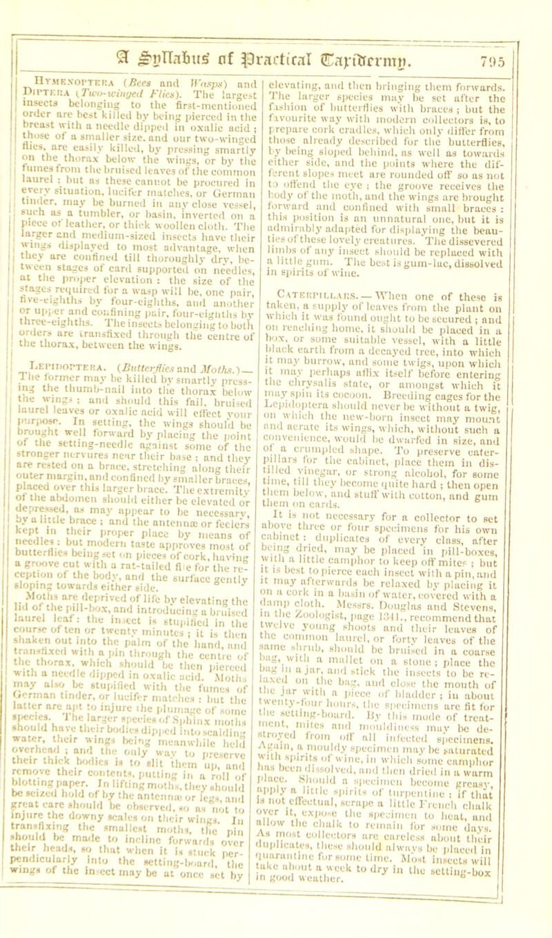 nvmkxoptera (Bees and IFins|w) and DiPTF.fia f.Turn-winged Flies). The largest i insects belonging to the first-mentioned i °r“Cr are best killed by being pierced in the breast with a needle dipped in oxalic acid ; ! those of a smaller size, and our two-winged 11 “ies* are easily killed, by pressing smartly I on the thorax below the wings, or by the I fumes from the bruised leaves of the common ; *aurcl • but as these cannot be procured in every situation, lucifer matches, or German tinder, may be burned in any close vessel, I j h as a tumbler, or basin, inverted on a piece of leather, or thick woollen cloth. The , Iarger and medium-sized insects have their • wings displayed to most advantage, when i I the-v are confined till thoroughly dry, be- ll tween stages of card supported on needles, i at the Proper elevation : the size of the ; stages required for a wasp will be, one pair, II **ve-eighths by four-eighths, and another 11 or upper and confining pair, four-eignths by j three-eighths. The insects belonging to both 11 or«©rs are transfixed through the centre of i the thorax, between the wings. ! Lepidoptera. (Butterflies and Moths.) — i 1 lie former may be killed by smartly press- ing the thumb-nail into the thorax below tne wings ; and should this fail, bruised laurel leaves or oxalic neid will effect your purpose. In setting, the wings should be brought well forward by placing the point of the setting-needle against some of the stronger nervures near their base ; and they are rested on a brace, stretching along their outer margin, and confined by smaller braces, placed over this larger brace. The extremity ot the abdomen should either be elevated or depressed, as may appear to he necessary, by a little brace ; and the antennas or feelers • fPiiln .tieir p,roper P,ac* by means of needles; but modern taste approves most of butterflies being set ..n pieces of cork, having a groove cut with a rat-tailed file for the re- ception ot the body, and the surface entlv sloping towards either side. ° J Moths are deprived of life by elevating the id of the pill-box, and introducing a bruised laurel leaf: the inject is stupified in the course of ten or twenty minutes ; it is then shaken out into the palm of the hand, and transfixed with a pin through the centre of the thorax, which should be then pierced w ith a needle dipped in oxalic acid. Moths may also be stupified with the fumes of German tinder, or lucifer matches : hut the latter are apt to injure the plumage of some 1 he larger species of Sphinx moths should have their bodies dipped intoscaldin water, tieir win;;, being meanwhile held overhead ■ and the only way to preserve their thick bodies is to slit them up, and remove their contents, putting in a roll of blotting paper. In lifting moths, they should be seized hold of by the antenna: or legs and great care should be observed, ho as not to injure the downy scales on their wings. Ju transfixing the smallest moths, the pin should be made to incline forwards over their heads, so that when it is stuck per- pendicularly into the setting-board, the wings of the insect may be at once set by elevating, and then bringing them forwards. The larger species may he set after the fashion of butterflies with braces ; but the favourite way with modern collectors is, to prepare cork cradles, which only differ from those already described for the butterflies, by being sloped behind, ns well as towards either side, and the points where the dif- ferent slopes meet are rounded off so as not to offend the eye ; the groove receives the body of the moth, and the wings are brought forward and confined with small braces : this position is an unnatural one, hut it is admirably adapted for displaying the beau- ties of these lovely creatures. The dissevered limbs of anj' insect should be replaced with a little gum. The best is gum-luc, dissolved in spirits of wine. Caterpillars.— When one of these is taken, a supply of leaves from the plant on which it was found ought to he secured ; and on reaching home, it should be placed in a box, or some suitable vessel, with a little black earth from a decayed tree, into whieh it may burrow, and some twigs, upon whieh it may perhaps affix itself before entering , the chrysalis state, or amongst which it j may spin its cocoon. Breeding cages for the Lepidoptera should never he without a twig, on which the new-born insect may mount and aerate its wings, which, without such a convenience, would lie dwarfed in size, and of a, crumpled shape. To preserve cater- pillars for the cabinet, place them in dis- tilled vinegar, or strong alcohol, for some time, till they become quite hard ; then open them below, and stuff with cotton, and gum them on cards. It is not necessary for a collector to set above three or four specimens for his own cabinet : duplicates of every class, after being dried, may be placed in pill-boxes, with a little camphor to keep off mites ; but it is best to pierce each insect with a pin, and it may afterwards be relaxed by placing it on a cork in a basin of water, covered with a damp cloth. Messrs. Douglas and Stevens, in the Zoologist, page 1341., recommend that twelve young shoots and their leaves of the common laurel, or forty leaves of the same shrub, should he bruised in a coarse Dug, with a mallet on a stone; place the Dug in ajar, and stick the insects to be re- laxed on the bag, and close the mouth of : . Jar with a piece of bladder; in about twenty-four hours, the specimens are fit for flie setting-board. By ibis mode of treat- ment, mites and niouldincss may he de- stroyed from off all infected specimens. Again, a mouldy specimen may he saturated . k )in/-s > which some camphor has been dissolved, and then dried in a warm piuee. should a specimen become greasy, apply a httle spirits of turpentine : if that is not effectual, scrape a little French clmlk over it, expose the specimen to heat, and allow the chalk to remain for some days. As most collectors arc careless about their luplicates, these should always be placed in quarantine for some time. Most insects will I In wL“hWer? t0 dry iU thc SClth“=’->»* |