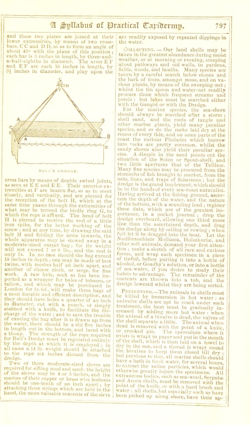 and these two plates are joined at their lower extremities, by means of two cross- bars, C C and D I), so as to form an angle of about 45° with the plane of this position ; each bar is f» inches in length, by three-and- a-halt'-eighths in diameter. The arms E F and E F are each 16 inches in length, by 3$ inches in diameter, and play upon the cross bars by means of double swivel joints, as seen at E E and E E. Their anterior ex- tremities at F are beaten fiat, so as to meet closely, and vertically, and are pierced for the reception of the bolt H, which at the same time posses through the extremities of what may be termed the birdie ring G, to which the rope is affixed. The head of bolt II is pierced to receive the end of n little iron spike, for the better working of the screw ; and at any time, by drawing the said bolt II and folding the arms inwards, the whole apparatus may be stowed away in a moderate-sized carpet bag ; for its weight will not exceed 7 or 8 lbs., and the cost is only 78. In no case should the bag exceed 18 inches in depth ; one may be made of best twine, with meshes half an inch apart, and another of cheese cloth, or serge, for fine work. A raw hide, such as has been im- ported as a wrapper for bales of tobacco, or tallow, and which may be purchased in London for Is. 6c/., will make three bags of a most durable and efficient description, and they should have holes a quarter of an inch in diameter, cut with a punch, or simply stabbed with a knife, to facilitate the dis- charge of the water ; and to save the trouble of canting the bag after it is drawn up from the water, there should be a slit five inches in length cut in the bottom, and laced with a thong. The strength of the rope required for Ball’s Dredge must be regulated entirely the depth at which it is employed ; iii — caied a 14 lb. weight should be attached to the rope six inches distant from the dredge. Two or three moderate-sized sieves arc required for sifting mud arid sand; the height of the sieves may be 4 or r, inches, and the meshes of their copper or brass wire bottoms should be one-tenth of an inch upart ; by attaching three strings which are held in the hand, the more valuable contents of the sieve arc readily exposed by repeated dippings in the water. Collecting. — Our land shells may be I taken in the greatest abundance during moist 1 weather, or at morning or evening, creeping j about pathways and old walls, in gardens, ! fields, woods, and heaths. Many species are ! taken by a careful search below stones and I the bark of trees, amongst moss, and on va- rious plants, by means of the sweeping-net; whilst the tin spoou and water-net readily procure those which frequent streams and ponds : but lakes must be searched either with the Gangui or with the Dredge. For the marine species, the sea-shore should always be searched after a storm ; shell sand, and the roots of tangle and other marine plants, yield many peculiar species, and so do the rocks laid dry at the recess of every tide, and on some parts of the coust the curious Pholades which burrow into ’•ocks are pretty common, whilst the sandy shores also yield their peculiar spe- cies. A dimple in the sand points out the situation of the Solen or Spout-shell, and two little apertures that of the Tellinte. Many fine species may be procured from the stomachs of fish brought to market, from the nets, lines, and traps of fishermen ; but the dredge is the grand implement, which should be iii the hands of every sea-coast naturalist. Having arrived at the fishing ground, ascer- tain the depth of the water, and the nature of the bottom, wi th a sounding lead ; register these data, which are of the greatest im- portance, in a pocket journal ; drop the dredge overboard, allowing one third more line than the ascertained depth, and drag the dredge along by sailing or rowing ; when full jet it be dragged into the boat. Let the Nudibranehiate Mollusea, llolothuriu;, and other soft unimals, demand your first atten- tion ; make a sketch of all rare and curious forms, uud wrap each specimen in a piece of tinfoil, before putting it into a bottle of alcohol, or Goadby’s solution, or into a bottle of sea-water, if you desire to study their habits to advantage. The remainder of the contents are thrown into a tub, and the dredge lowered whilst they are being sorted. Presicuvino.—The animals in shells must be killed by immersion in hot water; ns univalve shells are apt to craek under such treatment, the heat must be gradually in- creased by adding more hot water : when the. animal of a bivalve is dead, the valves of the shell separate a little. The animal when dead is removed with the point of a knife, or crooked pin. The operculum where it exists is wrapt in paper and putin the mouth of the shell, which is then laid on a towel to dry in the sun, and a thread is wrapt round the bivalves to keep them closed till drv ; but previous to this, all marine shells should have a bath in fresh water, for several hours, to extract the saline particles, which would otherwise greatly injure the specimens. All extraneous bodies, such as sea-weed, Scrpuluj and Acorn shells, must be removed with the 1 point of the knife, or with a hard brush and water : all shells, but especially such as have been picked up along shore, have their ap- I