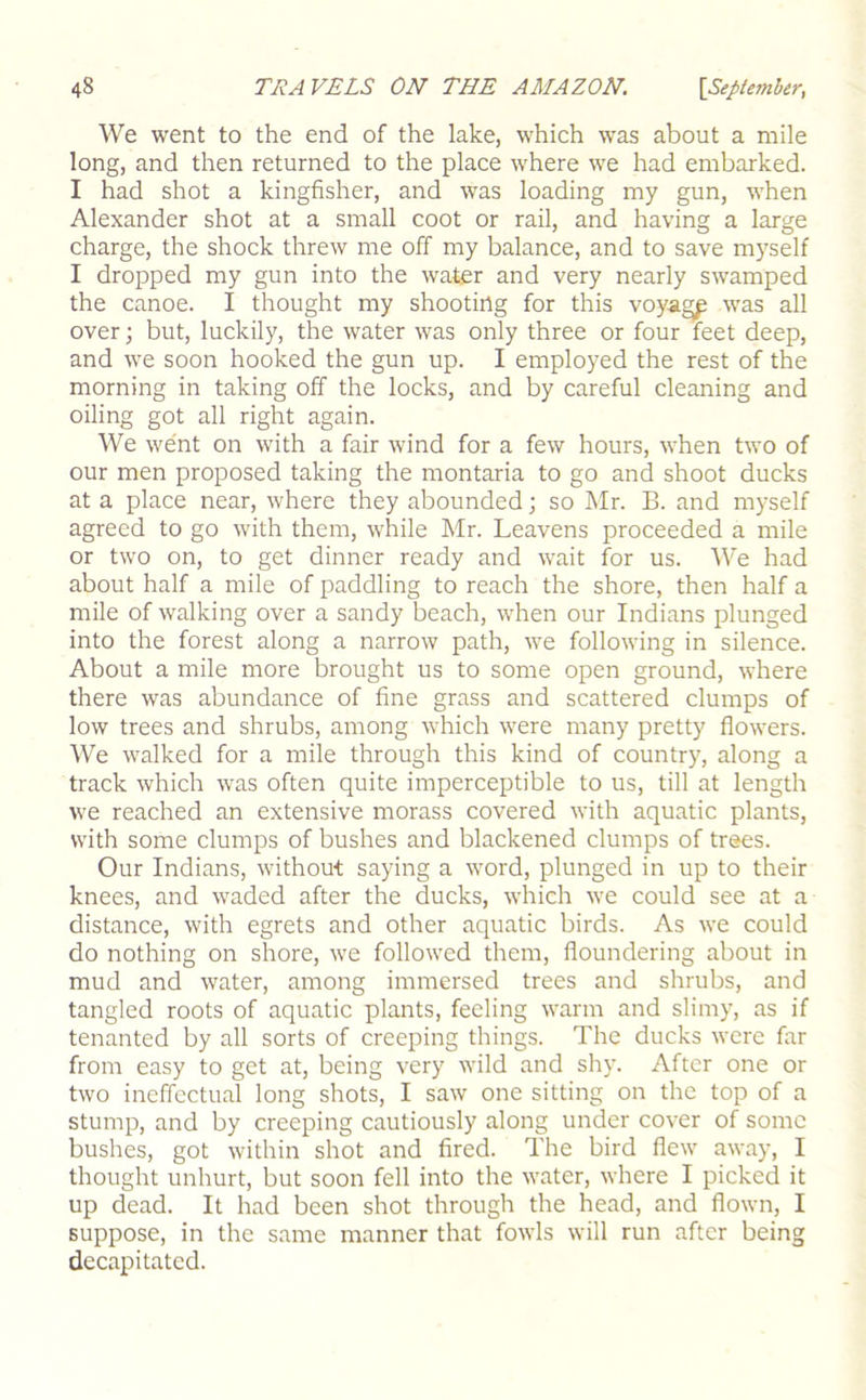 We went to the end of the lake, which was about a mile long, and then returned to the place where we had embarked. I had shot a kingfisher, and was loading my gun, when Alexander shot at a small coot or rail, and having a large charge, the shock threw me off my balance, and to save myself I dropped my gun into the water and very nearly swamped the canoe. I thought my shooting for this voya^ was all over; but, luckily, the water was only three or four feet deep, and we soon hooked the gun up. I employed the rest of the morning in taking off the locks, and by careful cleaning and oiling got all right again. We went on with a fair wind for a few hours, when two of our men proposed taking the montaria to go and shoot ducks at a place near, where they abounded; so Mr. B. and myself agreed to go with them, while Mr. Leavens proceeded a mile or two on, to get dinner ready and wait for us. We had about half a mile of paddling to reach the shore, then half a mile of walking over a sandy beach, when our Indians plunged into the forest along a narrow path, we following in silence. About a mile more brought us to some open ground, where there was abundance of fine grass and scattered clumps of low trees and shrubs, among which were many pretty flowers. We walked for a mile through this kind of country, along a track which was often quite imperceptible to us, till at length we reached an extensive morass covered with aquatic plants, with some clumps of bushes and blackened clumps of trees. Our Indians, without saying a word, plunged in up to their knees, and waded after the ducks, which we could see at a distance, with egrets and other aquatic birds. As we could do nothing on shore, we followed them, floundering about in mud and water, among immersed trees and shrubs, and tangled roots of aquatic plants, feeling warm and slimy, as if tenanted by all sorts of creeping things. The ducks were far from easy to get at, being very wild and shy. After one or two ineffectual long shots, I saw one sitting on the top of a stump, and by creeping cautiously along under cover of some bushes, got within shot and fired. The bird flew away, I thought unhurt, but soon fell into the water, where I picked it up dead. It had been shot through the head, and flown, I suppose, in the same manner that fowls will run after being decapitated.