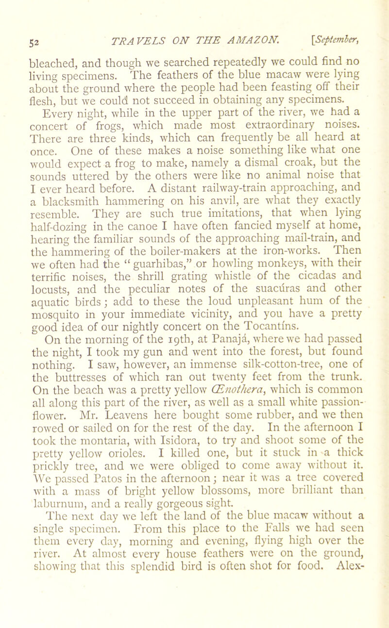 TRAVELS ON THE AMAZON. [September, bleached, and though we searched repeatedly we could find no living specimens. The feathers of the blue macaw were lying about the ground where the people had been feasting off their flesh, but we could not succeed in obtaining any specimens. Every night, while in the upper part of the river, we had a concert of frogs, which made most extraordinary noises. There are three kinds, which can frequently be all heard at once. One of these makes a noise something like what one would expect a frog to make, namely a dismal croak, but the sounds uttered by the others were like no animal noise that I ever heard before. A distant railway-train approaching, and a blacksmith hammering on his anvil, are what they exactly resemble. They are such true imitations, that when lying half-dozing in the canoe I have often fancied myself at home, hearing the familiar sounds of the approaching mail-train, and the hammering of the boiler-makers at the iron-works. Then we often had the “ guarhibas,” or howling monkeys, with their terrific noises, the shrill grating whistle of the cicadas and locusts, and the peculiar notes of the suacuras and other aquatic birds; add to these the loud unpleasant hum of the mosquito in your immediate vicinity, and you have a pretty good idea of our nightly concert on the Tocantins. On the morning of the 19th, at Panaja, where we had passed the night, I took my gun and went into the forest, but found nothing. I saw, however, an immense silk-cotton-tree, one of the buttresses of which ran out twenty feet from the trunk. On the beach was a pretty yellow GEnothera, which is common all along this part of the river, as well as a small white passion- flower. Mr. Leavens here bought some rubber, and we then rowed or sailed on for the rest of the day. In the afternoon I took the montaria, with Isidora, to try and shoot some of the pretty yellow orioles. I killed one, but it stuck in a thick prickly tree, and we were obliged to come away without it. We passed Patos in the afternoon; near it was a tree covered with a mass of bright yellow blossoms, more brilliant than laburnum, and a really gorgeous sight. The next day we left the land of the blue macaw without a single specimen. From this place to the Falls we had seen them every day, morning and evening, flying high over the river. At almost every house feathers were on the ground, showing that this splendid bird is often shot for food. Alex-