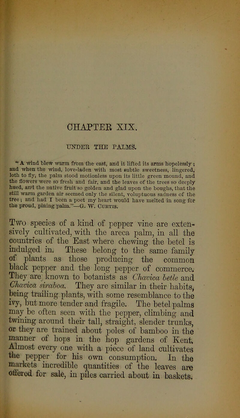 CHAPTER XIX. UNDER THE PALMS. “ A wind blew warm from the east, and it lifted its arms hopelessly ; and when the wind, love-laden with most subtle sweetness, lingered, loth to fly, the palm stood motionless upon its little green mound, and the flowers were so fresh and fair, and the leaves of the trees so deeply hued, and the native fruit so golden and glad upon the boughs, that the still warm garden air seemed only the silent, voluptuous sadness of the tree; and had I been a poet my heart would have melted in song for the proud, pining palm.”—G. W. Curtis. Two species of a kind of pepper vine are exten- sively cultivated, with, the areca palm, in all the countries of the East where chewing the betel is indulged in, These belong to the same family of plants as those producing the common black pepper and the long pepper of commerce. They are known to botanists as Chavica betle and Chavica siraboa. They are similar in their habits, being trailing plants, with some resemblance to the ivy, but more tender and fragile. The betel palms may.be often seen with the pepper, climbing and twining around their tall, straight, slender trunks, or they are trained about poles of bamboo in the manner of hops in the hop gardens of Kent. Almost every one with a piece of land cultivates the pepper for his own consumption. In the markets. incredible quantities of the leaves are offered for sale, in piles carried about in baskets.