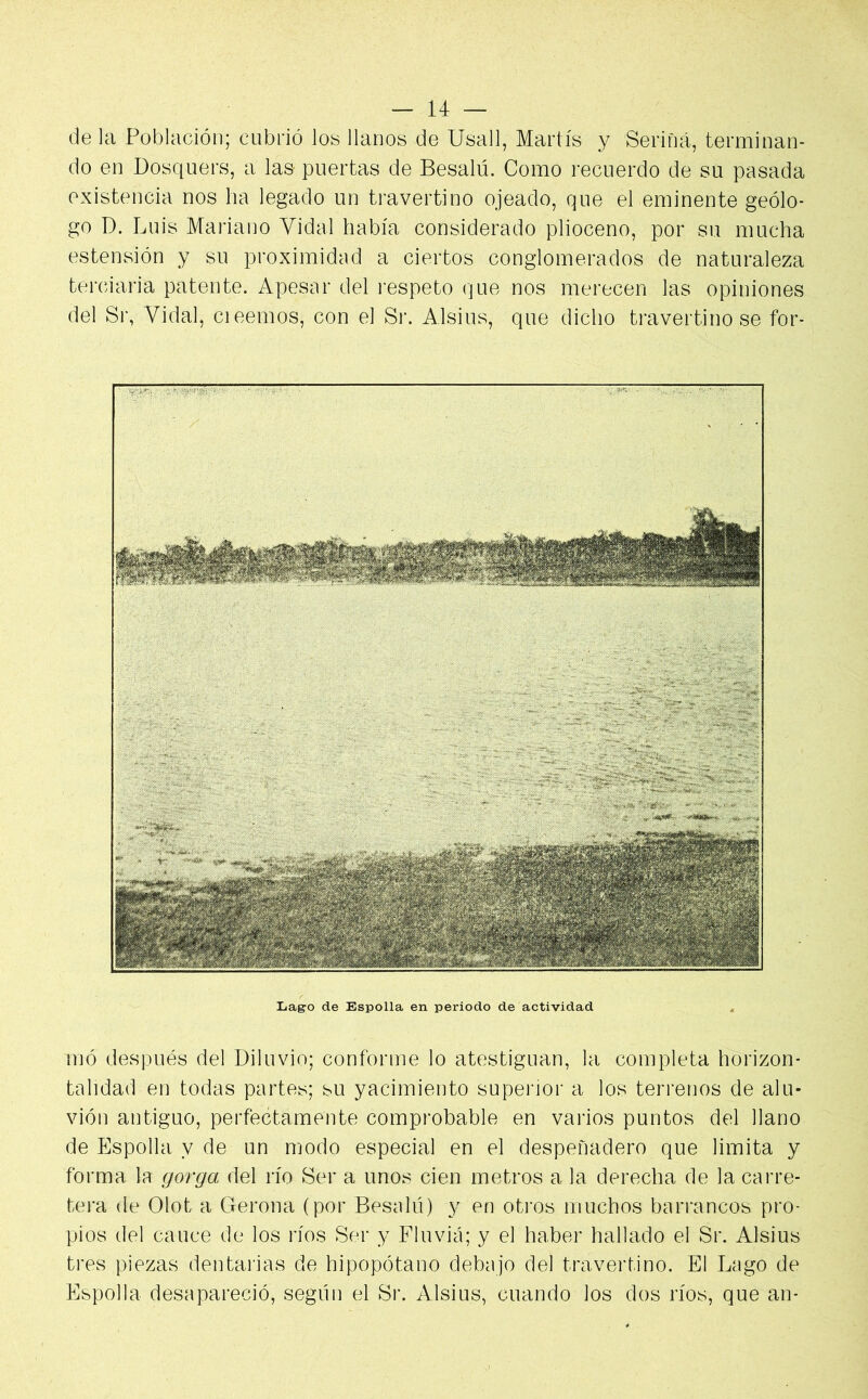 de la Población; cubrió los llanos de Usall, Martís y Seriñá, terminan- do en Dosquers, a las puertas de Besalú. Como recuerdo de su pasada existencia nos lia legado un travertino ojeado, que el eminente geólo- go D. Luis Mariano Vidal había considerado plioceno, por su mucha ostensión y su proximidad a ciertos conglomerados de naturaleza terciaria patente. Apesar del respeto que nos merecen las opiniones del Sr, Vidal, cieemos, con el Sr. Alsius, que dicho travertino se for- Lago de Espolia en periodo de actividad toó después del Diluvio; conforme lo atestiguan, la completa horizon- talidad en todas partes; su yacimiento superior a los terrenos de alu- vión antiguo, perfectamente comprobable en varios puntos del llano de Espolia y de un modo especial en el despeñadero que limita y forma la gorga del río Ser a unos cien metros a la derecha de la carre- tera de Olot a Gerona (por Besalú) y en otros muchos barrancos pro- pios del cauce de los ríos Ser y Fluviá; y el haber hallado el Sr. Alsius tres piezas dentarias de hipopótano debajo del travertino. El Lago de Espolia desapareció, según el Sr. Alsius, cuando los dos ríos, que an-