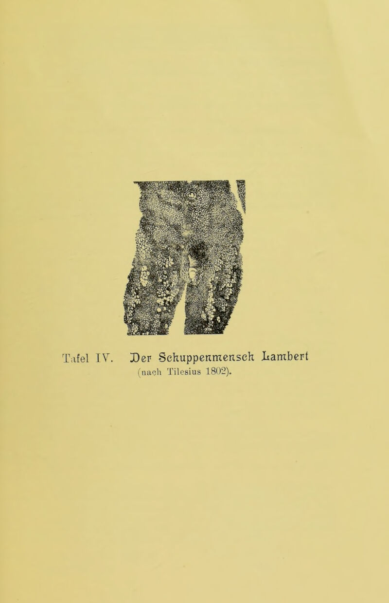Tafel TV. Der Sehuppenmensch liambcrt (nacli Tilesius 1802).