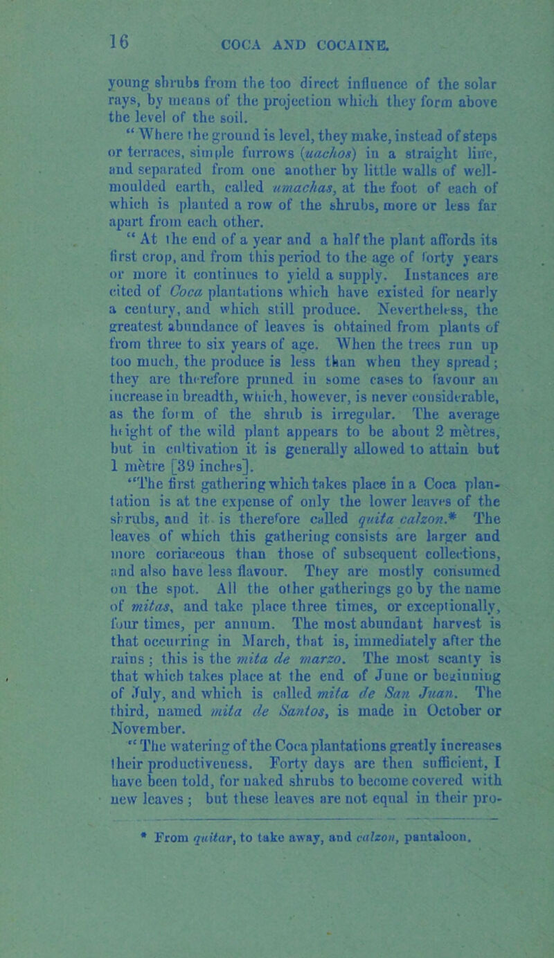 young shrubs from the too direct influence of the solar rays, by means of the projection which they form above the level of the soil. “ Where the ground is level, they make, instead of steps or terraces, simple furrows (;uachos) in a straight line, and separated from one another by little walls of well- moulded earth, called umaclias, at the foot of each of which is planted a row of the shrubs, more or less far apart from each other. “ At the end of a year and a half the plant affords its first crop, and from this period to the age of forty years or more it continues to yield a supply. Instances are cited of Coca plantations which have existed for nearly a century, and which still produce. Nevertheless, the greatest abundance of leaves is obtained from plants of from three to six years of age. When the trees run up too much, the produce is less than when they spread; they are therefore pruned in some cases to favour an increase in breadth, which, however, is never considerable, as the foim of the shrub is irregular. The average luight of the wild plant appears to be about 2 metres, but in cultivation it is generally allowed to attain but 1 metre [39 inches], “The flrst. gathering which takes place in a Coca plan- tation is at tne expense of only the lower leaves of the shrubs, and it is therefore called quit a cahon.* The leaves of which this gathering consists are larger and more coriaceous than those of subsequent collections, and also have less flavour. Ttiev are mostly consumed on the spot. All the other gatherings go by the name of mitas, and take place three times, or exceptionally, four times, per annum. The most abundant harvest is that occurring in March, that is, immediately after the rains ; this is the mita de marzo. The most scanty is that which takes place at the end of June or beginning of duly, and which is called mita de San Juan. The third, named mita de Santos, is made in October or November. “ The watering of the Coca plantations greatly increases their productiveness. Forty days are then sufficient, I have been told, for naked shrubs to become covered with new leaves ; but these leaves are not equal in their pro- * From quitar, to take away, and calzon, pantaloon.