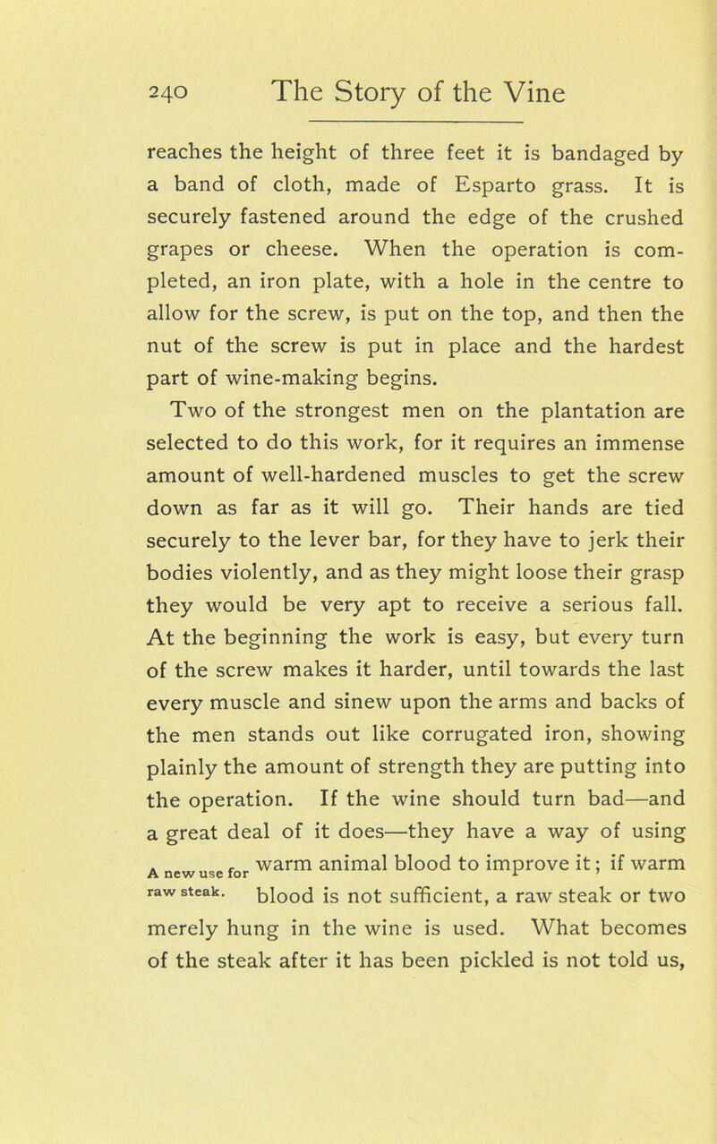 reaches the height of three feet it is bandaged by a band of cloth, made of Esparto grass. It is securely fastened around the edge of the crushed grapes or cheese. When the operation is com- pleted, an iron plate, with a hole in the centre to allow for the screw, is put on the top, and then the nut of the screw is put in place and the hardest part of wine-making begins. Two of the strongest men on the plantation are selected to do this work, for it requires an immense amount of well-hardened muscles to get the screw down as far as it will go. Their hands are tied securely to the lever bar, for they have to jerk their bodies violently, and as they might loose their grasp they would be very apt to receive a serious fall. At the beginning the work is easy, but every turn of the screw makes it harder, until towards the last every muscle and sinew upon the arms and backs of the men stands out like corrugated iron, showing plainly the amount of strength they are putting into the operation. If the wine should turn bad—and a great deal of it does—they have a way of using a new use for warm animal blood to improve it; if warm raw steak. blood is not sufficient, a raw steak or two merely hung in the wine is used. What becomes of the steak after it has been pickled is not told us,