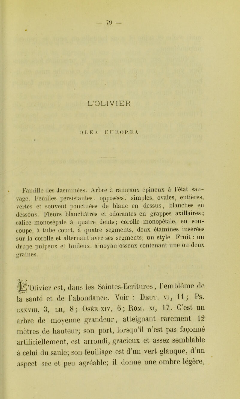 L’OLIVIER n LE A EUROPÆA Famille des Jasminées. Arbre à rameaux épineux à l’état sau- vage. Feuilles persistantes, opposées, simples, ovales, entières, vertes et souvent ponctuées de blanc en dessus, blanches en dessous. Fleurs blanchâtres et odorantes en grappes axillaires; calice monosépale à quatre dents ; corolle monopétale, en sou- coupe, à tube court, à quatre segments, deux étamines insérées sur la corolle et alternant avec ses segments; un style Fruit : un drupe pulpeux et huileux, à noyau osseux contenant une ou deux graines. o HÉ'Olivier est, dans les Saintes-Ecritures, l’emblème de la santé et de l’abondance. Voir : Deut. vi, 11; Ps. uxxviii, 3, lii, 8; Osée xiv, 6; Rom. xi, 17. C’est un arbre de moyenne grandeur, atteignant rarement 12 mètres de hauteur; son port, lorsqu’il n’est pas façonné artificiellement, est arrondi, gracieux et assez semblable à celui du saule; son feuillage est d’un vert glauque, d’un aspect sec et peu agréable; il donne une ombre légère,
