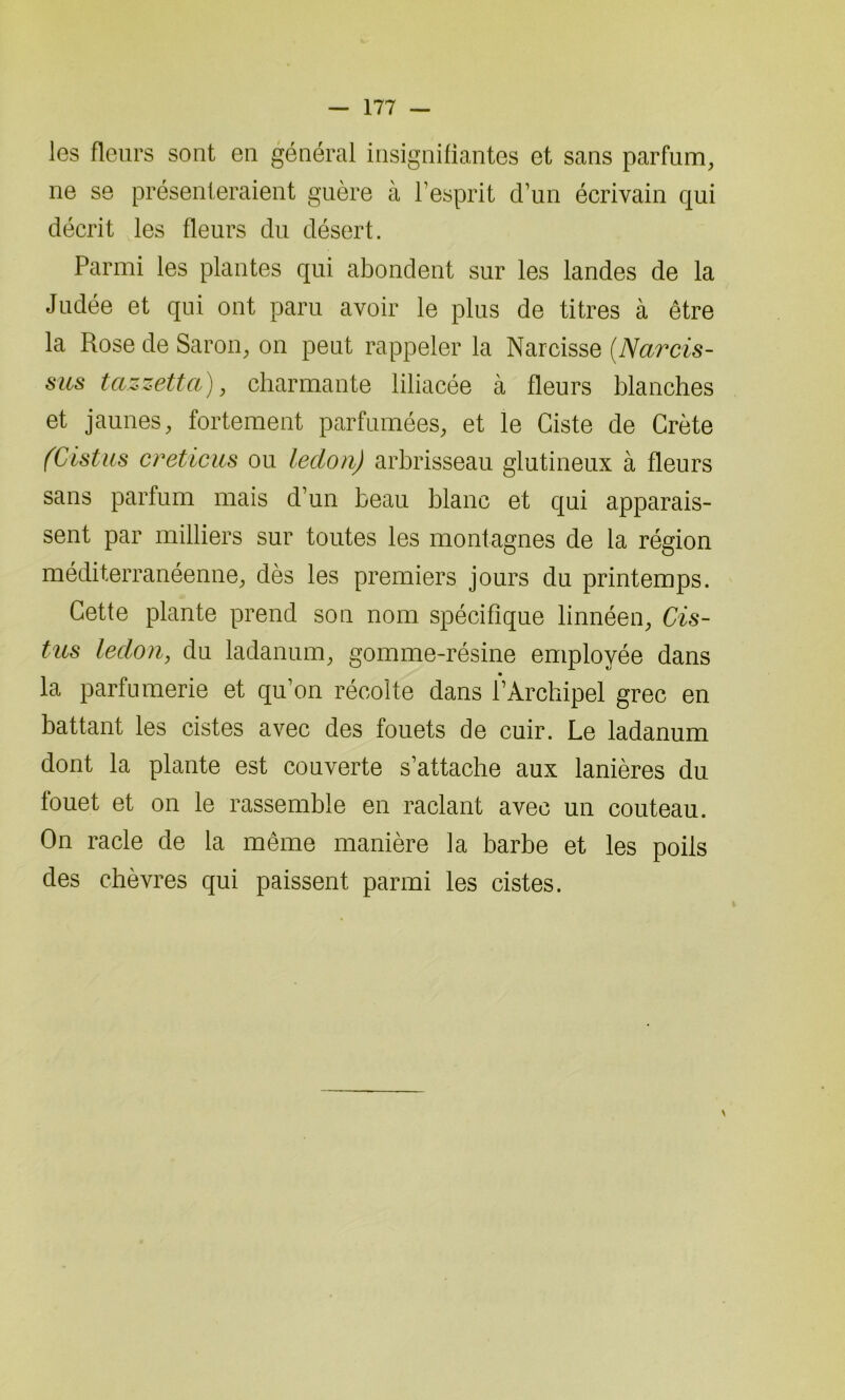 les fleurs sont en général insignifiantes et sans parfum, ne se présenteraient guère à l’esprit d’un écrivain qui décrit les fleurs du désert. Parmi les plantes qui abondent sur les landes de la Judée et qui ont paru avoir le plus de titres à être la Rose de Saron, on peut rappeler la Narcisse (Narcis- sus tazzetta), charmante liliacée à fleurs blanches et jaunes, fortement parfumées, et le Ciste de Crète (Cistus creticus ou ledon) arbrisseau glutineux à fleurs sans parfum mais d’un beau blanc et qui apparais- sent par milliers sur toutes les montagnes de la région méditerranéenne, dès les premiers jours du printemps. Cette plante prend son nom spécifique linnéen, Cis- tus ledon, du ladanum, gomme-résine employée dans la parfumerie et qu’on récolte dans l’Archipel grec en battant les cistes avec des fouets de cuir. Le ladanum dont la plante est couverte s’attache aux lanières du fouet et on le rassemble en raclant avec un couteau. On racle de la même manière la barbe et les poils des chèvres qui paissent parmi les cistes. \