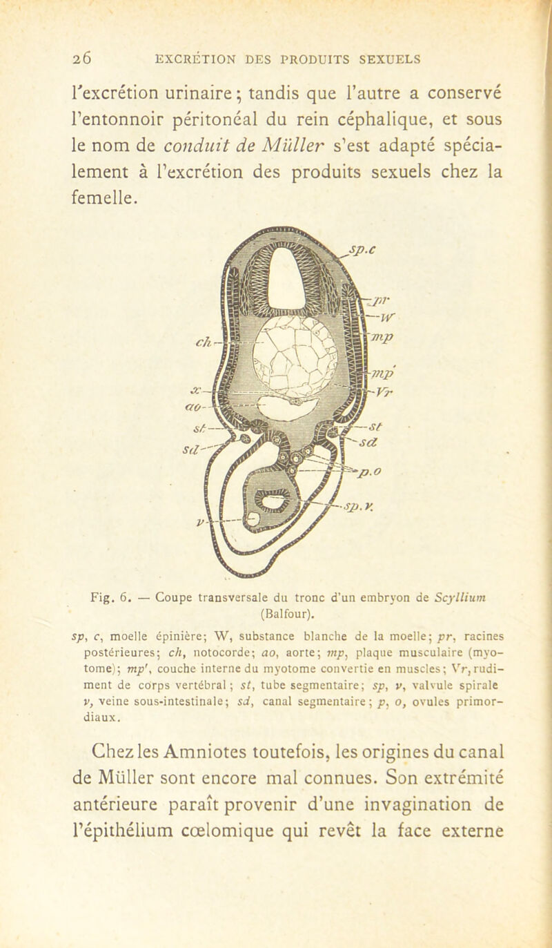 l'excrétion urinaire ; tandis que l’autre a conservé l’entonnoir péritonéal du rein céphalique, et sous le nom de conduit de Millier s’est adapté spécia- lement à l’excrétion des produits sexuels chez la femelle. Fig. 6. — Coupe transversale du tronc d’un embryon de Scyllium (Balfour). sp, c, moelle épinière; W, substance blanche de la moelle; pr, racines postérieures; ch, notocorde; ao, aorte; vip, plaque musculaire (myo- tome); mp', couche interne du myotome convertie en muscles; Vr,rudi- ment de corps vertébral; st, tube segmentaire; sp, v, valvule spirale v, veine sous-intestinale; sd, canal segmentaire; p, o, ovules primor- diaux. Chez les Amniotes toutefois, les origines du canal de Millier sont encore mal connues. Son extrémité antérieure paraît provenir d’une invagination de l’épithélium cœlomique qui revêt la face externe