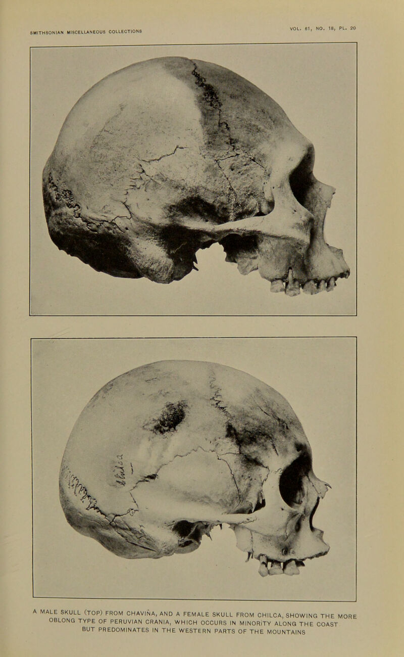 A MALE SKULL (TOP) FROM CHAVINA, AND A FEMALE SKULL FROM CHILCA, SHOWING THE MORE OBLONG TYPE OF PERUVIAN CRANIA, WHICH OCCURS IN MINORITY ALONG THE COAST BUT PREDOMINATES IN THE WESTERN PARTS OF THE MOUNTAINS