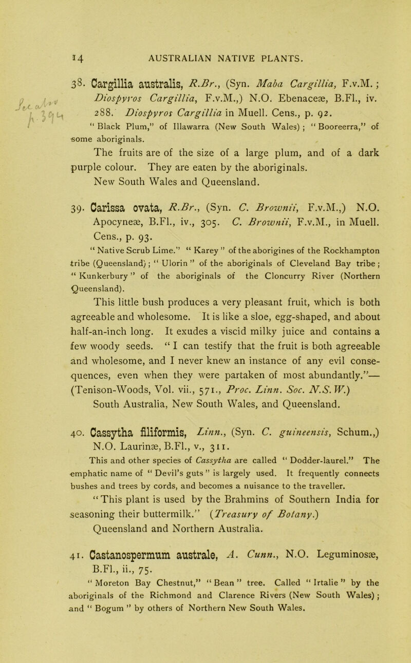 38. Cargillia australis, (Syn. Ma^a Cargillia, F.v.M. ; Diospyyos Cargillia^ F.v.M.,) N.O. Ebenaceae, B.Fl., iv. 288. Diospyros Cargillia in Muell. Cens., p. 92. “ Black Plum,” of Illawarra (New South Wales) ; “ Booreerra,” of •some aboriginals. The fruits are of the size of a large plum, and of a dark purple colour. They are eaten by the aboriginals. New South Wales and Queensland. 39. Carissa ovata, R.Br., (Syn. C. BrownH, F.v.M.,) N.O. Apocyneae, B.FL, iv., 305. C. Brownii, F.v.M., in Muell. Cens., p. 93. “ Native Scrub Lime.” “ Karey ” of the aborigines of the Rockhampton .tribe (Queensland); “ Ulorin ” of the aboriginals of Cleveland Bay tribe; Kunkerbury ” of the aboriginals of the Cloncurry River (Northern Queensland). This little bush produces a very pleasant fruit, which is both agreeable and wholesome. It is like a sloe, egg-shaped, and about half-an-inch long. It exudes a viscid milky juice and contains a few woody seeds. “ I can testify that the fruit is both agreeable and wholesome, and I never knew an instance of any evil conse- quences, even when they were partaken of most abundantly.”— (Tenison-Woods, Vol. vii., 571., Proc. Linn. Soc. Ai.S.W.) South Australia, New South Wales, and Queensland. 40- Cassytha filiformis, Linn., (Syn. C. guineensis, Schum.,) N.O. Laurinae, B.FL, v., 311. This and other species of Cassytha are called “ Dodder-laurel.” The •emphatic name of “ Devil’s guts” is largely used. It frequently connects bushes and trees by cords, and becomes a nuisance to the traveller. “ This plant is used by the Brahmins of Southern India for seasoning their buttermilk.” {Treasury of Botany.) Queensland and Northern Australia. 41- Castanospermum australe, A. Cunn., N.O. Leguminosje, B.FL, ii., 75. “ Moreton Bay Chestnut,” “ Bean ” tree. Called “ Irtalie ” by the aboriginals of the Richmond and Clarence Rivers (New South Wales); and “ Bogum ” by others of Northern New South Wales.