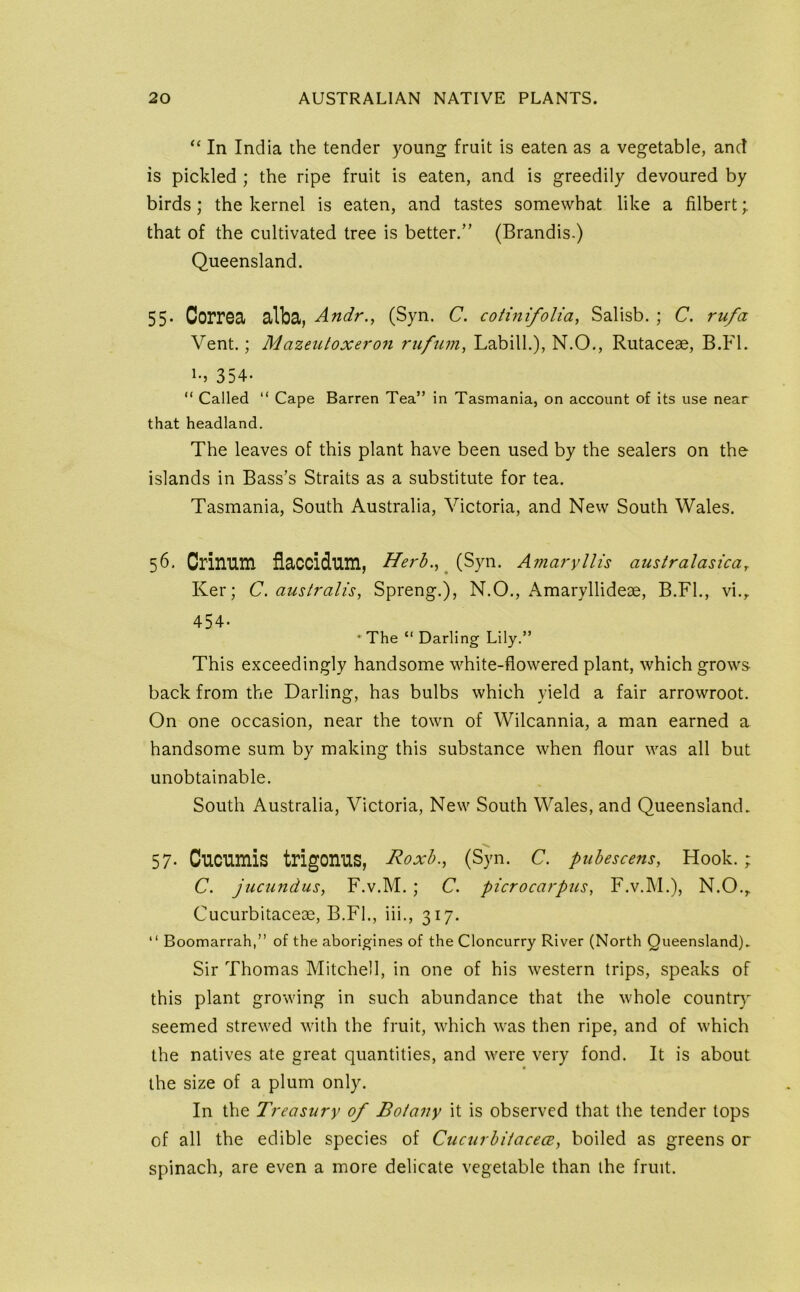 “ In India the tender young fruit is eaten as a vegetable, and is pickled ; the ripe fruit is eaten, and is greedily devoured by birds; the kernel is eaten, and tastes somewhat like a filbert; that of the cultivated tree is better.” (Brandis.) Queensland. 55- Correa alba, Andr., (Syn. C. cotmifolia^ Salisb. ; C. rufa Vent.; Mazeutoxeron rufum, Labill.), N.O., Rutaceae, B.Fl. 354. “ Called “ Cape Barren Tea” in Tasmania, on account of its use near that headland. The leaves of this plant have been used by the sealers on the islands in Bass’s Straits as a substitute for tea. Tasmania, South Australia, Victoria, and New South Wales. 56. Crinum flaccidum, (Syn. Amaryllis australasicar Ker; C. australis, Spreng.), N.O., Amaryllideae, B.FL, vi., 454. •The “ Darling Lily.” This exceedingly handsome white-flowered plant, which grows back from the Darling, has bulbs which yield a fair arrowroot. On one occasion, near the town of Wilcannia, a man earned a handsome sum by making this substance when flour was all but unobtainable. South Australia, Victoria, New South Wales, and Queensland. 57- Cucumis trigonus, Roxh., (Syn. C. pubescens, Hook. ; C. jucundus, F.v.M. ; C. picrocarpus, F.v.M.), N.O., Cucurbitaceae, B.FL, iii., 317. “ Boomarrah,” of the aborigines of the Cloncurry River (North Queensland). Sir Thomas Mitchell, in one of his western trips, speaks of this plant growing in such abundance that the whole country seemed strewed with the fruit, which was then ripe, and of which the natives ate great quantities, and were very fond. It is about the size of a plum only. In the Treasury of Botany it is observed that the tender tops of all the edible species of CucurhitacecB, boiled as greens or spinach, are even a more delicate vegetable than the fruit.