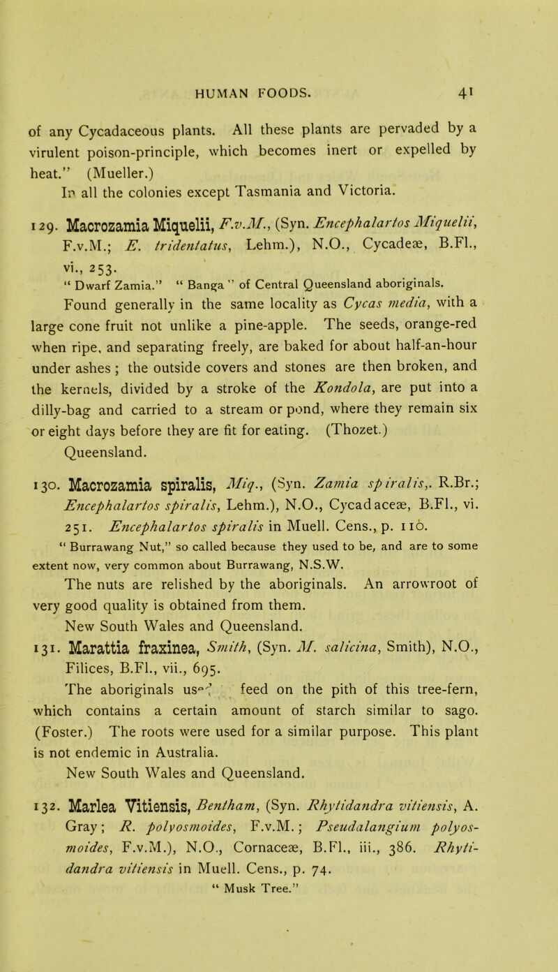 of any Cycadaceoiis plants. All these plants are pervaded by a virulent poison-principle, which becomes inert or expelled by heat.” (Mueller.) In all the colonies except Tasmania and Victoria. 129. Macrozamia Miquelii, F.V.M., (Syn. Encephalartos Miquelii, F.V.M.; E. tridefitatus, Lehm.), N.O., Cycadeae, B.Fl., vi., 253. “ Dwarf Zamia.” “ Bang;a ” of Central Queensland aboriginals. Found generally in the same locality as Cycas media, with a large cone fruit not unlike a pine-apple. The seeds, orange-red when ripe, and separating freely, are baked for about half-an-hour under ashes ; the outside covers and stones are then broken, and the kernels, divided by a stroke of the Kondola, are put into a dilly-bag and carried to a stream or pond, where they remain six or eight days before they are fit for eating. (Thozet.) Queensland. 130. Macrozamia spiralis, Miq., (Syn. Zamia spiralis,. R.Br.; Encephalartos spiralis, Lehm.), N.O., Cycadaceae, B.FL, vi. 251. Encephalartos spiralis in Muell. Cens., p. no. “ Burrawang Nut,” so called because they used to be, and are to some extent now, very common about Burrawang, N.S.W. The nuts are relished by the aboriginals. An arrowroot of very good quality is obtained from them. New South Wales and Queensland. 131* Marattia fraxinea, Smith, (Syn. M. salidna. Smith), N.O., Filices, B.FL, vii., 695. The aboriginals us’ feed on the pith of this tree-fern, which contains a certain amount of starch similar to sago. (Foster.) The roots were used for a similar purpose. This plant is not endemic in Australia. New South Wales and Queensland. 132- Marlea Vitiensis, Bentham, (Syn. Rhytidandra vitiefisis, A. Gray; R. polyosmoides, F.v.M.; Pseiidalangium polyos- moides, F.v.M.), N.O., Cornaceae, B.FL, iii., 386. Rhyti- dandra vitiensis in Muell. Cens., p. 74. “ Musk Tree.”