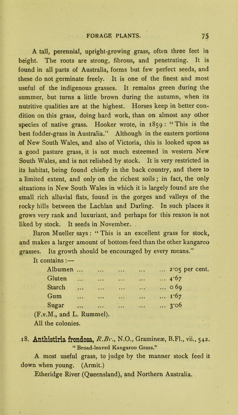 A tall, perennial, upright-growing grass, often three feet in height. The roots are strong, fibrous, and penetrating. It is found in all parts of Australia, forms but few perfect seeds, and these do not germinate freely. It is one of the finest and most useful of the indigenous grasses. It remains green during the summer, but turns a little brown during the autumn, when its nutritive qualities are at the highest. Horses keep in better con- dition on this grass, doing hard work, than on almost any other species of native grass. Hooker wrote, in 1859: “This is the best fodder-grass in Australia. Although in the eastern portions of New South Wales, and also of Victoria, this is looked upon as a good pasture grass, it is not much esteemed in western New South Wales, and is not relished by stock. It is very restricted in its habitat, being found chiefly in the back country, and there to a limited extent, and only on the richest soils; in fact, the only situations in New South Wales in which it is largely found are the small rich alluvial flats, found in the gorges and valleys of the rocky hills between the Lachlan and Darling. In such places it grows very rank and luxuriant, and perhaps for this reason is not liked by stock. It seeds in November. Baron Mueller says: “ This is an excellent grass for stock, and makes a larger amount of bottom-feed than the other kangaroo grasses. Its growth should be encouraged by every means. It contains;— Albumen 2*05 per cent. Gluten ... ... ... ... ... 4*67 Starch ... ... ... ... ... o 69 Gum ... ... ... ... ... 1*67 Sugar ... ... ... ... ... 3*o6 (F.V.M., and L. Rummel). All the colonies. 18. Anthistiria frondosa, N.O., Gramineae, B.FL, vii., 542. “ Broad-leaved Kangaroo Grass.” A most useful grass, to judge by the manner stock feed it down when young. (Armit.) Etheridge River (Queensland), and Northern Australia.