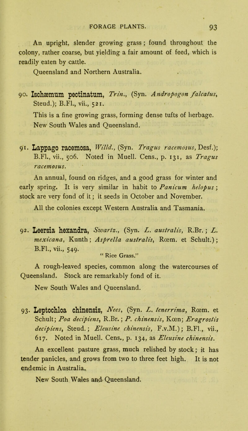 An upright, slender growing grass ; found throughout the colony, rather coarse, but yielding a fair amount of feed, which is readily eaten by cattle. Queensland and Northern Australia. 90. Ischsenmm pectinatum, Trm., (Syn. Afidropogon falcatuSy Steud.); B.Fl., vii., 521. This is a fine growing grass, forming dense tufts of herbage. New South Wales and Queensland. 91. LappagO racemOSa, WUld., {^yn. Tragus racemosuSyV>Q%\.Y, B.Fl., vii., 506. Noted in Muell. Cens., p. 131, as Tragus racemosus. An annual, found on ridges, and a good grass for winter and early spring. It is very similar in habit to Panicum helopus; stock are very fond of it; it seeds in October and November. All the colonies except Western Australia and Tasmania. 92. Leersia hexandra, Swartz.^ (Syn. L. australis, R.Br.; L. mexicana, Kunth; Asprella australis, Roem. et Schult.); B.Fl., vii., 549. “ Rice Grass.” A rough-leaved species, common along the watercourses of Queensland. Stock are remarkably fond of it. New South Wales and Queensland. 93- Leptochloa chinensis, Nees, (Syn. L. tenerrima, Roem. et Schult; Poa decipiens, R.Br.; P. chinensis, Koen; Eragrostis decipiensy Steud.; Eleusine chinensis, F.v.M.); B.FL, vii., 617. Noted in Muell. Cens., p. 134, as Eleusine chinensis. An excellent pasture grass, much relished by stock; it has tender panicles, and grows from two to three feet high. It is not endemic in Australia.