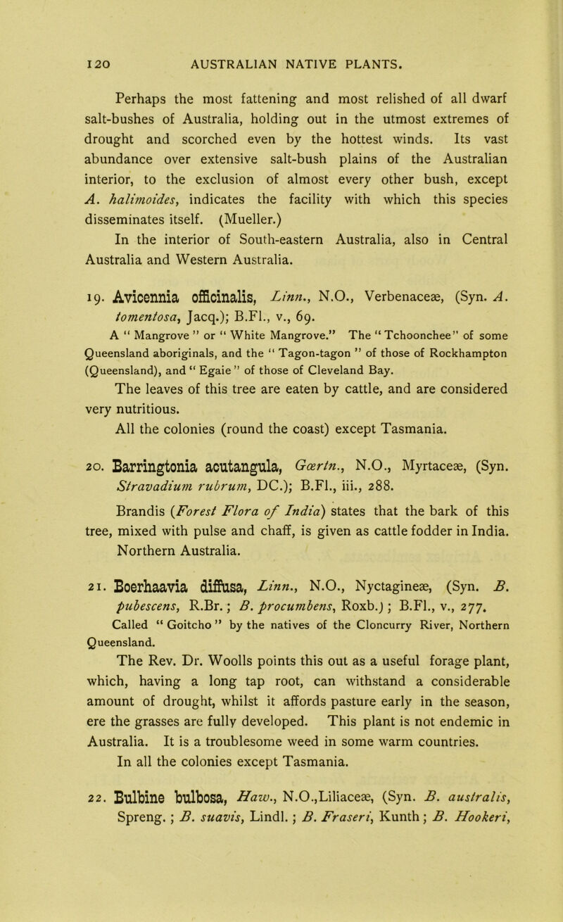 Perhaps the most fattening and most relished of all dwarf salt-bushes of Australia, holding out in the utmost extremes of drought and scorched even by the hottest winds. Its vast abundance over extensive salt-bush plains of the Australian interior, to the exclusion of almost every other bush, except A. halimoides, indicates the facility with which this species disseminates itself. (Mueller.) In the interior of South-eastern Australia, also in Central Australia and Western Australia. 19. Avicennia officinalis, Linn,, N.O., Verbenaceae, (Syn. A, iomentosa, Jacq.); B.Fl., v., 69. A “ Mangrove ” or “ White Mangrove.” The “Tchoonchee” of some Queensland aboriginals, and the “ Tagon-tagon ” of those of Rockhampton (Queensland), and “ Egaie” of those of Cleveland Bay. The leaves of this tree are eaten by cattle, and are considered very nutritious. All the colonies (round the coast) except Tasmania. 20. Barringtonia acutangula, Goertn., N.O., Myrtaceae, (Syn. Stravadium rubrum, DC.); B.Fl., iii., 288. Brandis {Forest Flora of India) states that the bark of this tree, mixed with pulse and chaff, is given as cattle fodder in India. Northern Australia. 21. Boerhaavia diffusa, Linn,, N.O., Nyctagineae, (Syn. B, puhescens, R.Br.; B. procumhens, Roxb.); B.Fl., v., 277. Called “ Goitcho ” by the natives of the Cloncurry River, Northern Queensland. The Rev. Dr. Woolls points this out as a useful forage plant, which, having a long tap root, can withstand a considerable amount of drought, whilst it affords pasture early in the season, ere the grasses are fully developed. This plant is not endemic in Australia. It is a troublesome weed in some warm countries. In all the colonies except Tasmania. 22. Bulbine bulbosa, Haw., N.O.,Liliaceae, (Syn. B. australis, Spreng.; B. suavis, Lindl.; B. Fraseri, Kunth; B. Hookeri,