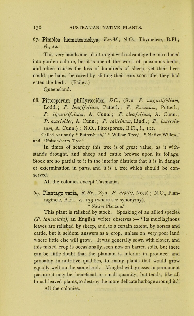 67- Pimelea haematostachya, F.v.M., N.O., Thymeieae, B.Fl., vi., 22. This very handsome plant might with advantage be introduced into garden culture, but it is one of the worst of poisonous herbs, and often causes the loss of hundreds of sheep, yet their lives could, perhaps, be saved by slitting their ears soon after they had eaten the herb. (Bailey.) Queensland. 68. Pittosponim phillyrseoides, DC., (Syn. P. angustifoUum, Lodd.; P. longifolium, Putterl. ; P. Roea7tum, Putterl.; jP. ligustrifolium, A. Cunn.; P. ole<x.folium, A. Cunn.; P. acacioides, A. Cunn.; P. salicinujn, Lindl.; P. lanceola- ium, A. Cunn.) ; N.O., Pittosporeae, B.Fl., i., 112. Called variously “Butter-bush,” “Willow Tree,” “ Native Willow,” and “ Poison-berry Tree.” In times of scarcity this tree is of great value, as it with- stands drought, and sheep and cattle browse upon its foliage. Stock are so partial to it in the interior districts that it is in danger of extermination in parts, and it is a tree which should be con- served. All the colonies except Tasmania. 69. PlantagO varia, R.Br., (Syn. P. debiUs, Nees) ; N.O., Plan- tagineae, B.FL, v., 139 (where see synonymy). “ Native Plantain.” This plant is relished by stock. Speaking of an allied species (P. lanceolata), an English writer observes :—“ Its mucilaginous leaves are relished by sheep, and, to a certain extent, by horses and cattle, but it seldom answers as a crop, unless on very poor land where little else will grow. It was generally sown with clover, and this mixed crop is occasionally seen now on barren soils, but there can be little doubt that the plantain is inferior in produce, and probably in nutritive qualities, to many plants that would grow equally well on the same land. Mingled with grasses in permanent pasture it may be beneficial in small quantity, but tends, like all broad-leaved plants, to destroy the more delicate herbage around it.” All the colonies.