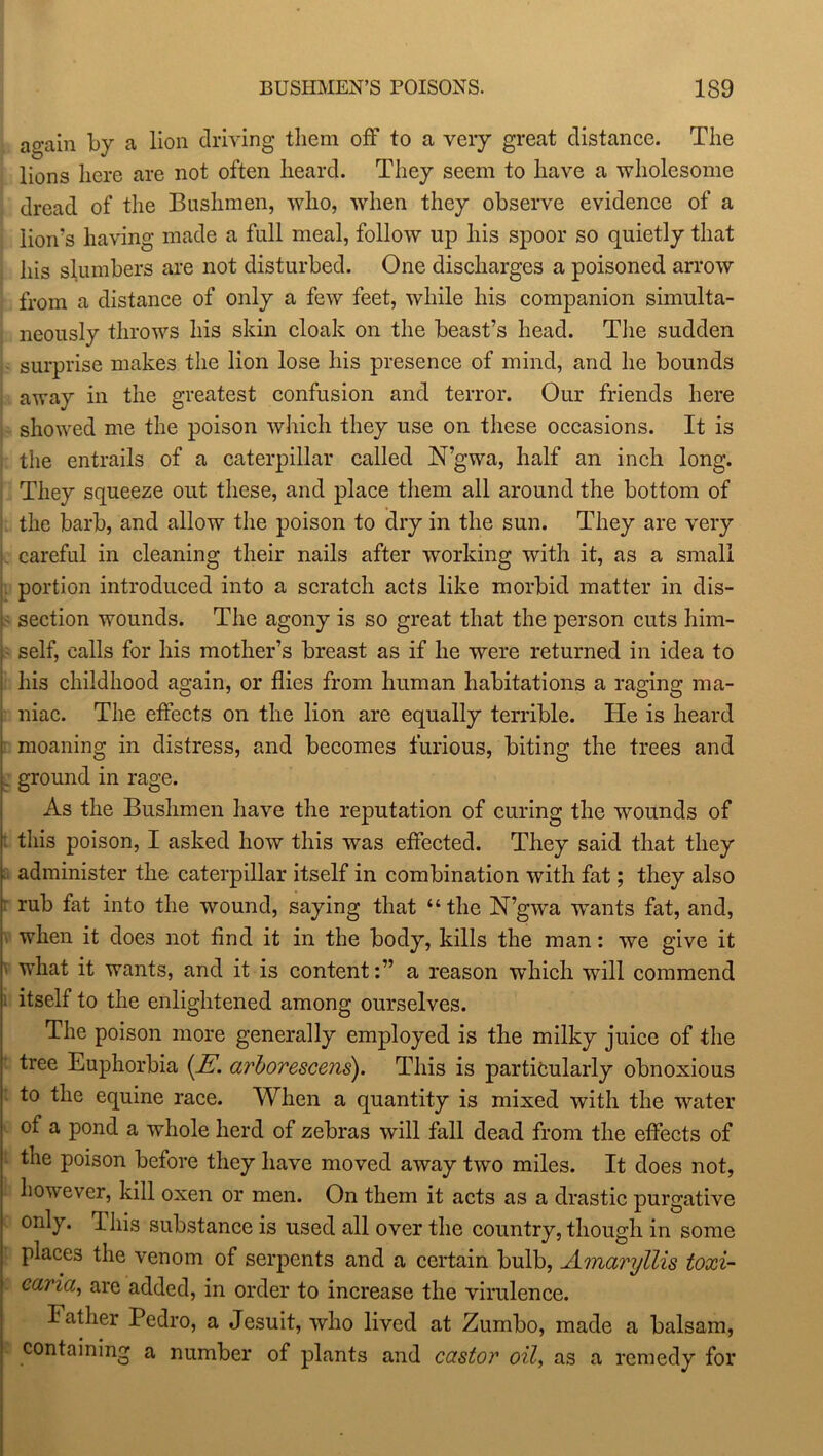 ao-ain by a lion driving them off to a very great distance. The lions here are not often heard. They seem to have a wholesome dread of the Bushmen, avIio, when they observe evidence of a lion's having made a full meal, follow up his spoor so quietly that his slumbers are not disturbed. One discharges a poisoned arrow from a distance of only a few feet, while his companion simulta- neously throws his skin cloak on the beast’s head. The sudden surprise makes the lion lose his presence of mind, and he bounds away in the greatest confusion and terror. Our friends here showed me the poison which they use on these occasions. It is the entrails of a caterpillar called N’gwa, half an inch long. They squeeze out these, and place them all around the bottom of the barb, and allow the poison to dry in the sun. They are very careful in cleaning their nails after working with it, as a small portion introduced into a scratch acts like morbid matter in dis- i section wounds. The agony is so great that the person cuts him- , self, calls for his mother’s breast as if he were returned in idea to his childhood again, or flies from human habitations a raging ma- niac. The effects on the lion are equally terrible. He is heard moaning in distress, and becomes furious, biting the trees and . ground in rage. As the Bushmen have the reputation of curing the wounds of this poison, I asked how this was effected. They said that they administer the caterpillar itself in combination with fat; they also rub fat into the wound, saying that “the N’gwa wants fat, and, when it does not find it in the body, kills the man: we give it what it wants, and it is content:” a reason which will commend itself to the enlightened among ourselves. The poison more generally employed is the milky juice of the tree Euphorbia (E\ arborescens). This is particularly obnoxious to the equine race. When a quantity is mixed with the water of a pond a whole herd of zebras will fall dead from the effects of the poison before they have moved away two miles. It does not, i however, kill oxen or men. On them it acts as a drastic purgative only. This substance is used all over the country, though in some places the venom of serpents and a certain bulb, Amaryllis toxi- caria, are added, in order to increase the virulence. Father Pedro, a Jesuit, who lived at Zumbo, made a balsam, containing a number of plants and castor oil, as a remedy for