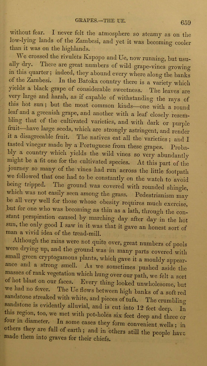 GRAPES.—THE UE. without fear. I never felt the atmosphere so steamy as on the low-lying lands of the .Zambesi, and yet it was becoming cooler than it was on the highlands. TV e crossed the rivulets Kapopo and Ue, now running, but usu- ally diy. There are great numbers of wild grape-vines growing in this quaitei; indeed, they abound every where along the banks of the Zambesi. In the Batoka country there is a variety which yields a black grape of considerable sweetness. The leaves are very large and harsh, as if capable of withstanding the rays of this hot sun; but the most common kinds—one with a round leaf and a greenish grape, and another with a leaf closely resem- bling that ot the cultivated varieties, and with dark or purple fiuit have large seeds, which are strongly astringent, and render it a disagreeable fruit. The natives eat all the varieties ; and I tasted vinegar made by a Portuguese from these grapes. Proba- bly a country which yields the wild vines so very abundantly might be a tit one for the cultivated species. At this part of the journey so many of the vines had run across the little footpath we followed that one had to be constantly on the watch to avoid being tripped. The ground was covered with rounded shingle, which was not easily seen among the grass. Pedestrianism may be all very well for those whose obesity requires much exercise, but for one who was becoming as thin as a lath, through the con- stant perspiration caused by marching day after day in the hot sun, the only good I saw in it was that it gave an honest sort of man a vivid idea of the tread-mill. Although the rains were not quite over, great numbers of pools were drying up, and the ground was in many parts covered with small green cryptogamous plants, which gave it a mouldy appear- ance and a strong smell. As we sometimes pushed aside the masses of rank vegetation which hung over our path, we felt a sort of hot blast on our faces. Every thing looked unwholesome, but we lad no fever. The Ue flows between high banks of a soft red sandstone streaked with white, and pieces of tufa. The crumbling sandstone is evidently alluvial, and is cut into 12 feet deep. In this region, too, we met with pot-holes six feet deep and three or four in diameter In some cases they form convenient wells ; in others they are full of earth; and in others still the people have made them into graves for their chiefs.