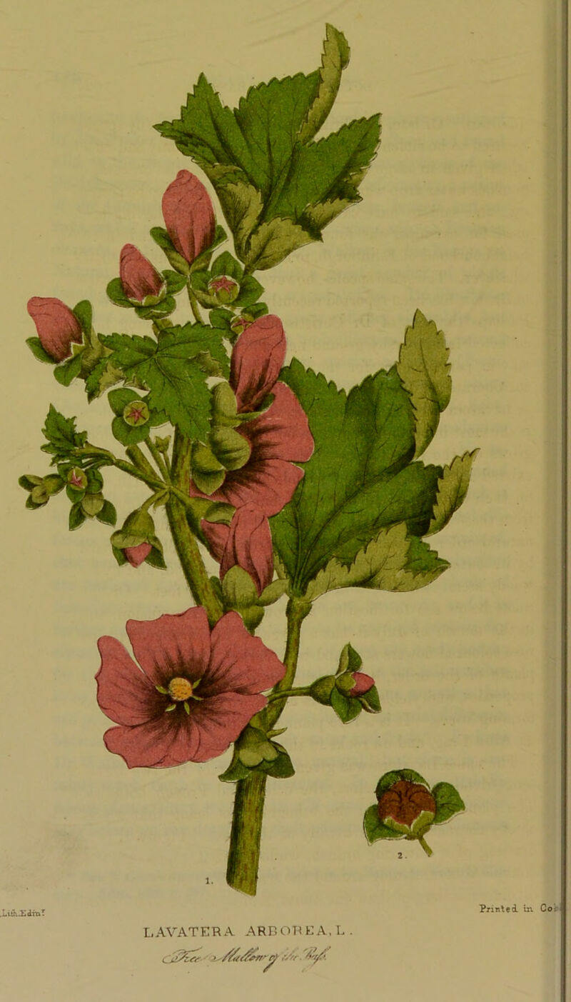 Printed in Col LAVATERA ARB ORE A, L .