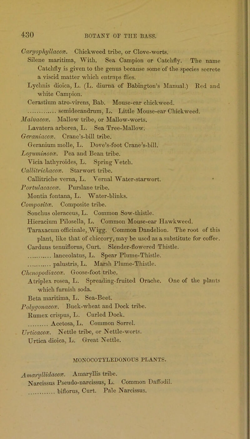 Caryophyllacece. Chickweed tribe, or Clove-worts. Sileno maritime, With. Sea Campion or Catchfly. The name Catchfly is given to the genus because some of the species secrete a viscid matter which entraps flies. Lychnis dioica, L. (L. diurna of Babington’s Manual.) Red and white Campion. Cerastium atro-virens, Bab. Mouse-ear cliickweed. semidecandrum, L. Little Mouse-ear Cliickweed. Malvacece. Mallow tribe, or Mallow-worts. Lavatera arborea, L. Sea Tree-Mallow. Geraniacecc. Crane’s-bill tribe. Geranium molle, L. Dove’s-foot Crane’s-bill. Leyuminosce. Pea and Bean tribe. Vicia lathyroides, L. Spring Vetch. Vallitrichacece. Starwort tribe. Callitriche verna, L. Vernal Water-starwort. Portulacacece. Purslane tribe. Montia fontana, L. Water-blinks. Composite. Composite tribe. Sonchus oleraceus, L. Common Sow-thistle. Hieracium Pilosella, L. Common Mouse-ear Hawkweed. Taraxacum officinale, _Wigg. Common Dandelion. The root of this plant, like that of chiccory, may be used as a substitute for coffee. Carduus tenuiflorus, Curt. Slender-flowered Thistle. lanceolatus, L. Spear Plume-Thistle. palustris, L. Marsh Plume-Thistle. Chcnopodiacece. Goose-foot tribe. A triplex rosea, L. Spreading-fruited Orache. One of the plants which furnish soda. Beta maritima, L. Sea-Beet. Polygonacece. Buck-wheat and Dock tribe. Rumex crispus, L. Curled Dock. Acetosa, L. Common Sorrel. Urticacece. Nettle tribe, or Nettle-worts. Urtica dioica, L. Great Nettle. MONOCOTYLEDONOUS PLANTS. Amaryllidacece. Amaryllis tribe. Narcissus Pseudo-narcissus, L. Common Daffodil. biflorus, Curt. Pale Narcissus.