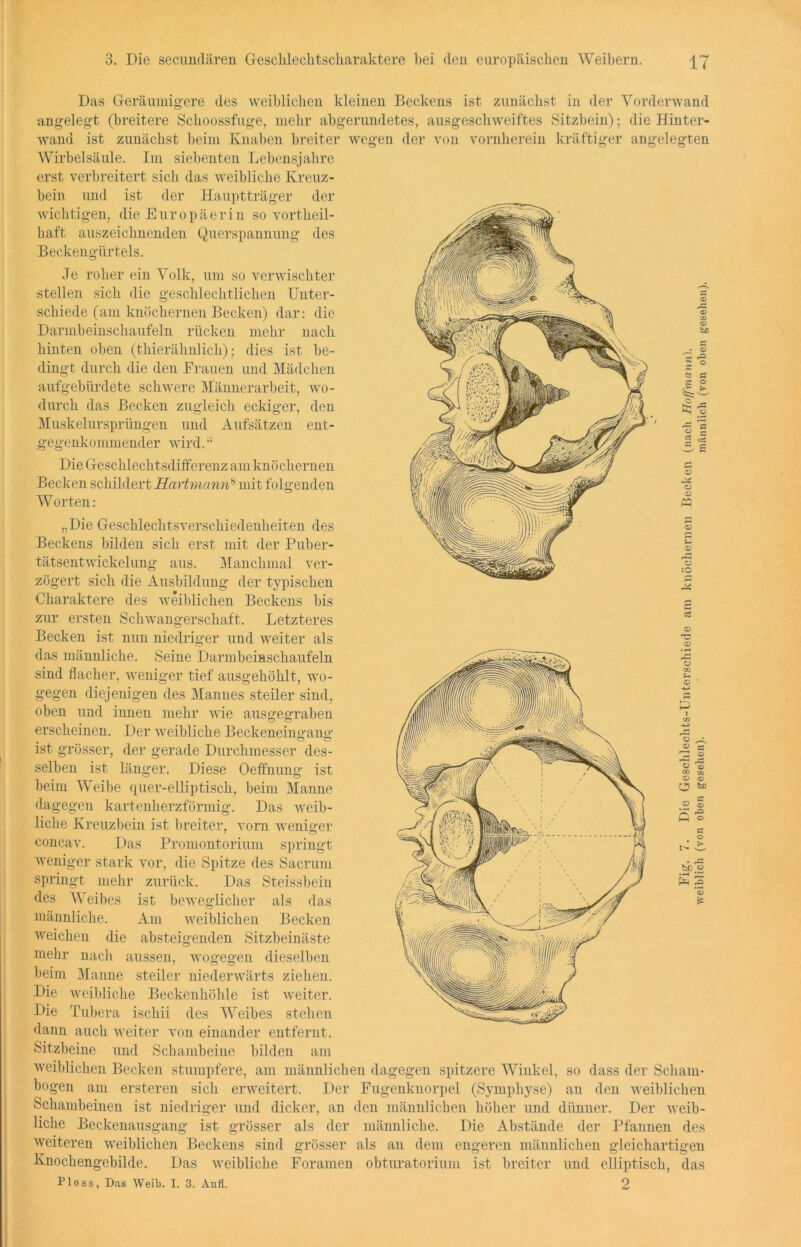 Das Geräumigere des weiblichen kleinen Beckens ist zunächst in der Vorderwand angelegt (breitere Schoossfuge, mehr abgerundetes, ausgeschweiftes Sitzbein); die Hinter- wand ist zunächst beim Knaben breiter wegen der von vornherein kräftiger angelegten Wirbelsäule. Im siebenten Lebensjahre erst verbreitert sich das weibliche Kreuz- bein und ist der Hauptträger der wichtigen, die Europäerin so vortheil- haft auszeichnenden Querspannung des Beckengürtels. Je roher ein Volk, um so verwischter stellen sich die geschlechtlichen Unter- schiede (am knöchernen Becken) dar: die Darmbeinschaufeln rücken mehr nach hinten oben (thierähnlich); dies ist be- dingt durch die den Frauen und Mädchen aufgebürdete schwere Männerarbeit, wo- durch das Becken zugleich eckiger, den Muskelursprüngen und Aufsätzen ent- gegenkommender wird. “ Die Geschlechtsdifferenz am knöchernen Becken schildert Hartmanns mit folgenden Worten: „Die Geschlechtsverschiedenheiten des Beckens bilden sich erst mit der Puber- tätsentwickelung aus. Manchmal ver- zögert sich die Ausbildung der typischen Charaktere des weiblichen Beckens bis zur ersten Schwangerschaft. Letzteres Becken ist nun niedriger und weiter als das männliche. Seine Darmbeinschaufeln sind flacher, weniger tief ausgehöhlt, wo- gegen diejenigen des Mannes steiler sind, oben und innen mehr wie ausgegraben erscheinen. Der weibliche Beckeneingang ist grösser, der gerade Durchmesser des- selben ist länger. Diese Oeffnung ist beim Weibe quer-elliptisch, beim Manne dagegen kartenherzförmig. Das weib- liche Kreuzbein ist breiter, vorn weniger concav. Das Promontorium springt weniger stark vor, die Spitze des Sacrum springt mehr zurück. Das Steissbein des Weibes ist beweglicher als das männliche. Am weiblichen Becken weichen die absteigenden Sitzbeinäste mehr nach aussen, wogegen dieselben beim Manne steiler niederwärts ziehen. Die weibliche Beckenhöhle ist weiter. Die Tubera ischii des Weibes stehen dann auch weiter von einander entfernt. Sitzbeine und Schambeine bilden am weiblichen Becken stumpfere, am männlichen dagegen spitzere Winkel, so dass der Scham- bogen am ersteren sich erweitert. Der Fugenknorpel (Symphyse) an den weiblichen Schambeinen ist niedriger und dicker, an den männlichen höher und dünner. Der weib- liche Beckenausgang ist grösser als der männliche. Die Abstände der Pfannen des weiteren weiblichen Beckens sind grösser als an dem engeren männlichen gleichartigen Knochengebilde. Das weibliche Foramen obturatorium ist breiter und elliptisch, das Floss, D;is Weib. I. 3. Aufl. 2