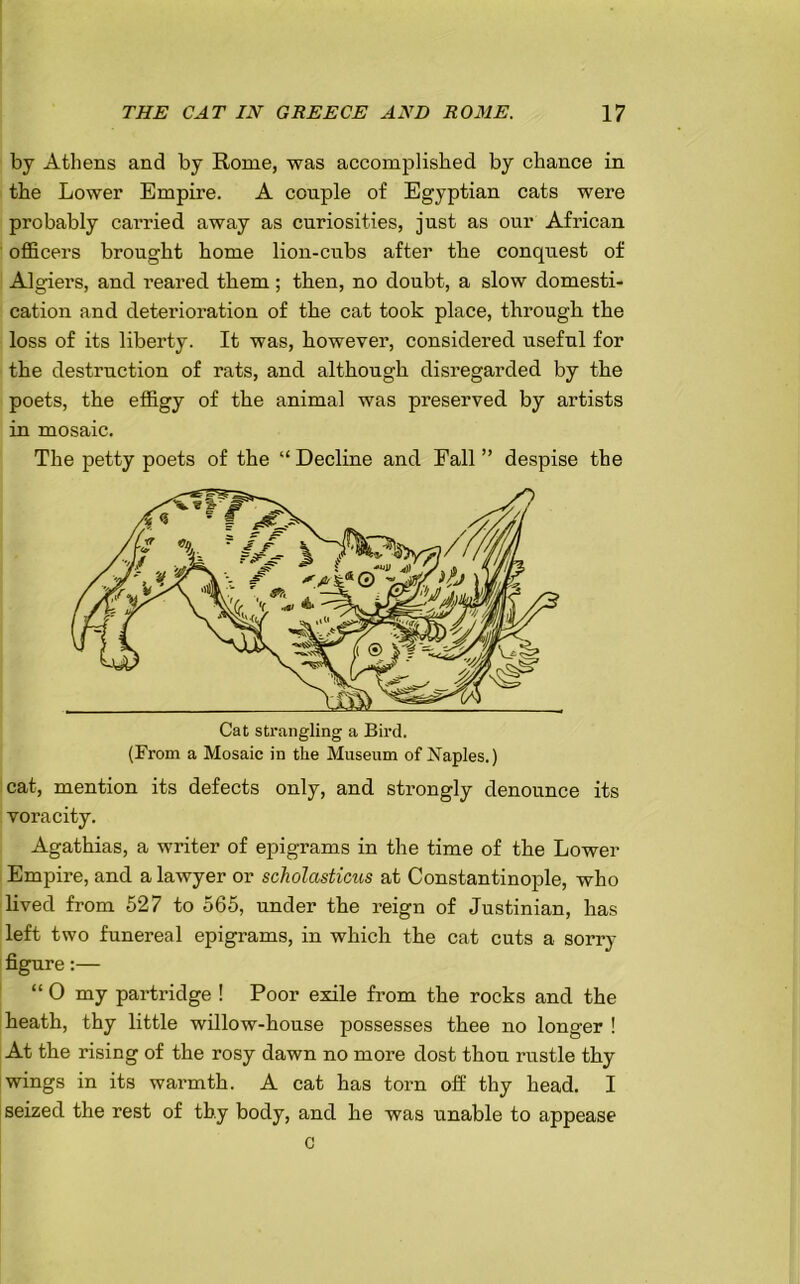 by Athens and by Rome, was accomplished by chance in the Lower Empire. A conple of Egyptian cats were probably carried away as curiosities, just as our African officers brought home lion-cubs after the conquest of Algiers, and reared them ; then, no doubt, a slow domesti- cation and deterioration of the cat took place, through the loss of its liberty. It was, however, considered useful for the destruction of rats, and although disregarded by the poets, the effigy of the animal was preserved by artists in mosaic. The petty poets of the “ Decline and Eall ” despise the Cat strangling a Bird. (From a Mosaic in the Museum of Naples.) cat, mention its defects only, and strongly denounce its voracity. Agathias, a writer of epigrams in the time of the Lower Empire, and a lawyer or scholasticus at Constantinople, who lived from 527 to 565, under the reign of Justinian, has left two funereal epigrams, in which the cat cuts a sorry figure:— “ 0 my partridge ! Poor exile from the rocks and the heath, thy little willow-house possesses thee no longer ! At the rising of the rosy dawn no more dost thou rustle thy wings in its warmth. A cat has torn off thy head. I seized the rest of thy body, and he was unable to appease c