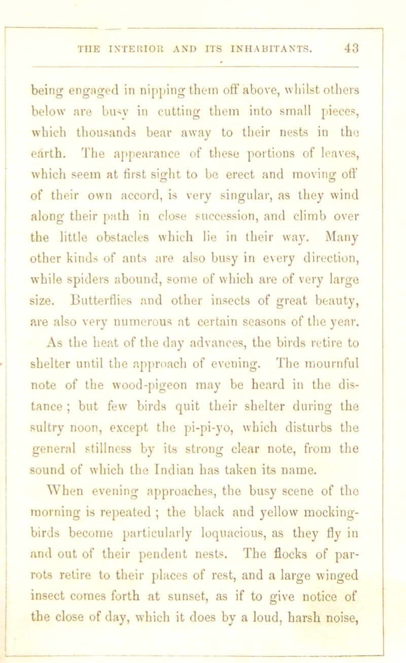 being engaged in nipping them off above, whilst others below are busy in cutting them into small pieces, which thousands bear away to their nests in the earth. The appearance of these portions of leaves, which seem at first sight to be erect and moving off of their own accord, is very singular, as they wind along their path in close succession, and climb over the little obstacles which lie in their way. Many- other kinds of ants are also busy in every direction, while spiders abound, some of which are of very large size. Butterflies and other insects of great beauty, are also very numerous at certain seasons of the year. As the heat of the day advances, the birds retire to shelter until the approach of evening. The mournful note of the wood-pigeon may be heard in the dis- tance ; but few birds quit their shelter during the sultry noon, except the pi-pi-yo, which disturbs the general stillness by its strong clear note, from the sound of which the Indian has taken its name. When evening approaches, the busy scene of the morning is repeated ; the black and yellow mocking- birds become particularly loquacious, as they fly in and out of their pendent nests. The flocks of par- rots retire to their places of rest, and a large winged insect comes forth at sunset, as if to give notice of the close of day, which it does by a loud, harsh noise,