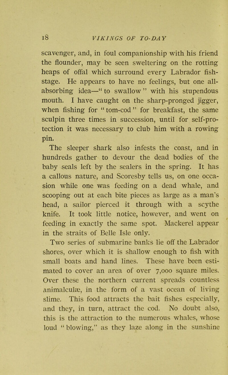 scavenger, and, in foul companionship with his friend the flounder, may be seen sweltering on the rotting heaps of offal which surround every Labrador fish- stage. He appears to have no feelings, but one all- absorbing idea—“ to swallow ” with his stupendous mouth. I have caught on the sharp-pronged jigger, when fishing for “ tom-cod ” for breakfast, the same sculpin three times in succession, until for self-pro- tection it was necessary to club him with a rowing pin. The sleeper shark also infests the coast, and in hundreds gather to devour the dead bodies of the baby seals left by the sealers in the spring. It has a callous nature, and Scoresby tells us, on one occa- sion while one was feeding on a dead whale, and scooping out at each bite pieces as large as a man's head, a sailor pierced it through with a scythe knife. It took little notice, however, and went on feeding in exactly the same spot. Mackerel appear in the straits of Belle Isle only. Two series of submarine banks lie off the Labrador shores, over which it is shallow enough to fish with small boats and hand lines. These have been esti- mated to cover an area of over 7,000 square miles. Over these the northern current spreads countless animalculae, in the form of a vast ocean of living slime. This food attracts the bait fishes especially, and they, in turn, attract the cod. No doubt also, this is the attraction to the numerous whales, whose loud “ blowing,” as they laze along in the sunshine