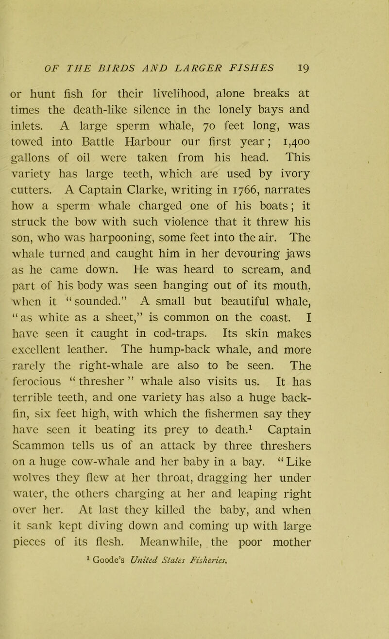 or hunt fish for their livelihood, alone breaks at times the death-like silence in the lonely bays and inlets. A large sperm whale, 70 feet long, was towed into Battle Harbour our first year; 1,400 gallons of oil were taken from his head. This variety has large teeth, which are used by ivory cutters. A Captain Clarke, writing in 1766, narrates how a sperm whale charged one of his boats; it struck the bow with such violence that it threw his son, who was harpooning, some feet into the air. The whale turned and caught him in her devouring jaws as he came down. He was heard to scream, and part of his body was seen hanging out of its mouth, when it “sounded.” A small but beautiful whale, “as white as a sheet,” is common on the coast. I have seen it caught in cod-traps. Its skin makes excellent leather. The hump-back whale, and more rarely the right-whale are also to be seen. The ferocious “ thresher ” whale also visits us. It has terrible teeth, and one variety has also a huge back- fin, six feet high, with which the fishermen say they have seen it beating its prey to death.1 Captain Scammon tells us of an attack by three threshers on a huge cow-whale and her baby in a bay. “ Like wolves they flew at her throat, dragging her under water, the others charging at her and leaping right over her. At last they killed the baby, and when it sank kept diving down and coming up with large pieces of its flesh. Meanwhile, the poor mother