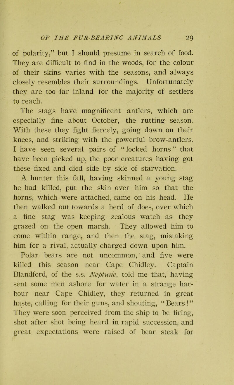 of polarity,” but I should presume in search of food. They are difficult to find in the woods, for the colour of their skins varies with the seasons, and always closely resembles their surroundings. Unfortunately they are too far inland for the majority of settlers to reach. The stags have magnificent antlers, which are especially fine about October, the rutting season. With these they fight fiercely, going down on their knees, and striking with the powerful brow-antlers. I have seen several pairs of “ locked horns ” that have been picked up, the poor creatures having got these fixed and died side by side of starvation. A hunter this fall, having skinned a young stag he had killed, put the skin over him so that the horns, which were attached, came on his head. He then walked out towards a herd of does, over which a fine stag was keeping zealous watch as they grazed on the open marsh. They allowed him to come within range, and then the stag., mistaking him for a rival, actually charged down upon him. Polar bears are not uncommon, and five were killed this season near Cape Chidley. Captain Blandford, of the s.s. Neptune, told me that, having sent some men ashore for water in a strange har- bour near Cape Chidley, they returned in great haste, calling for their guns, and shouting, “ Bears! ” They were soon perceived from the ship to be firing, shot after shot being heard in rapid succession, and great expectations were raised of bear steak for