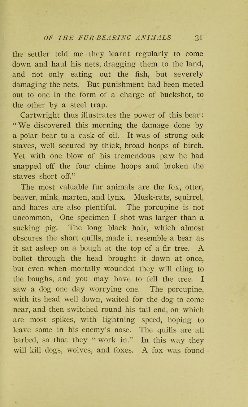 the settler told me they learnt regularly to come down and haul his nets, dragging them to the land, and not only eating out the fish, but severely damaging the nets. But punishment had been meted out to one in the form of a charge of buckshot, to the other by a steel trap. Cartwright thus illustrates the power of this bear: “We discovered this morning the damage done by a polar bear to a cask of oil. It was of strong oak staves, well secured by thick, broad hoops of birch. Yet with one blow of his tremendous paw he had snapped off the four chime hoops and broken the staves short off.” The most valuable fur animals are the fox, otter, beaver, mink, marten, and lynx. Musk-rats, squirrel, and hares are also plentiful. The porcupine is not uncommon, One specimen I shot was larger than a sucking pig. The long black hair, which almost obscures the short quills, made it resemble a bear as it sat asleep on a bough at the top of a fir tree. A bullet through the head brought it down at once, but even when mortally wounded they will cling to the boughs, and you may have to fell the tree. I saw a dog one day worrying one. The porcupine, with its head well down, waited for the dog to come near, and then switched round his tail end, on which are most spikes, with lightning speed, hoping to leave some in his enemy's nose. The quills are all barbed, so that they “ work in.” In this way they will kill dogs, wolves, and foxes. A fox was found
