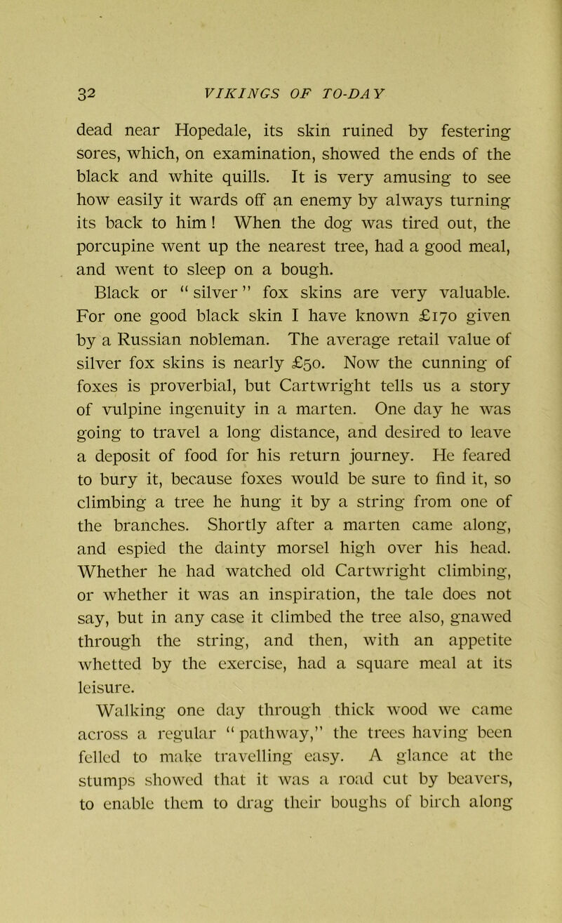 dead near Hopedale, its skin ruined by festering sores, which, on examination, showed the ends of the black and white quills. It is very amusing to see how easily it wards off an enemy by always turning its back to him! When the dog was tired out, the porcupine went up the nearest tree, had a good meal, and went to sleep on a bough. Black or “ silver ” fox skins are very valuable. For one good black skin I have known £170 given by a Russian nobleman. The average retail value of silver fox skins is nearly £50. Now the cunning of foxes is proverbial, but Cartwright tells us a story of vulpine ingenuity in a marten. One day he was going to travel a long distance, and desired to leave a deposit of food for his return journey. He feared to bury it, because foxes would be sure to find it, so climbing a tree he hung it by a string from one of the branches. Shortly after a marten came along, and espied the dainty morsel high over his head. Whether he had watched old Cartwright climbing, or whether it was an inspiration, the tale does not say, but in any case it climbed the tree also, gnawed through the string, and then, with an appetite whetted by the exercise, had a square meal at its leisure. Walking one day through thick wood we came across a regular “ pathway,” the trees having been felled to make travelling easy. A glance at the stumps showed that it was a road cut by beavers, to enable them to drag their boughs of birch along